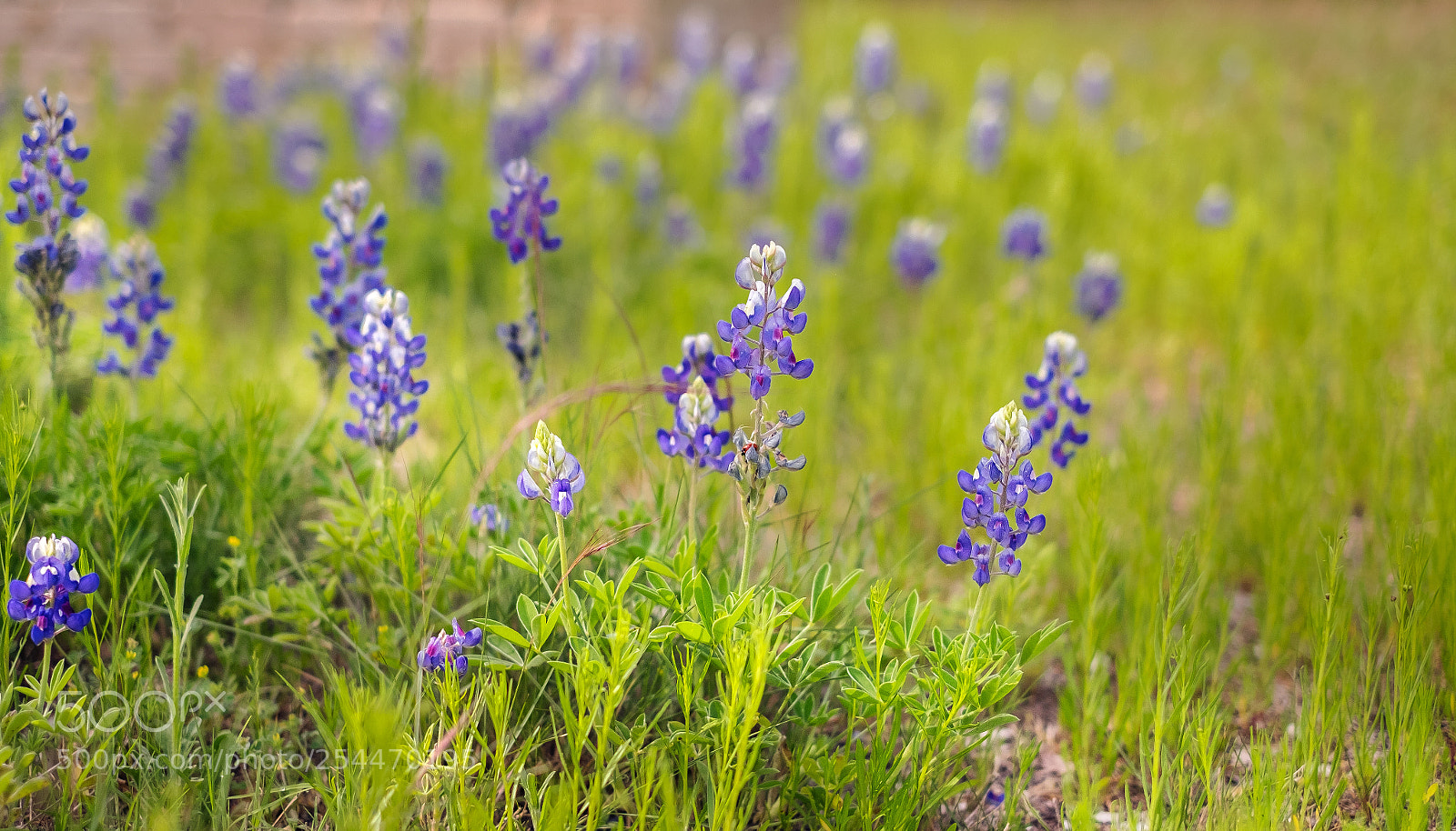 Fujifilm X-T1 sample photo. Bluebonnets and sun photography