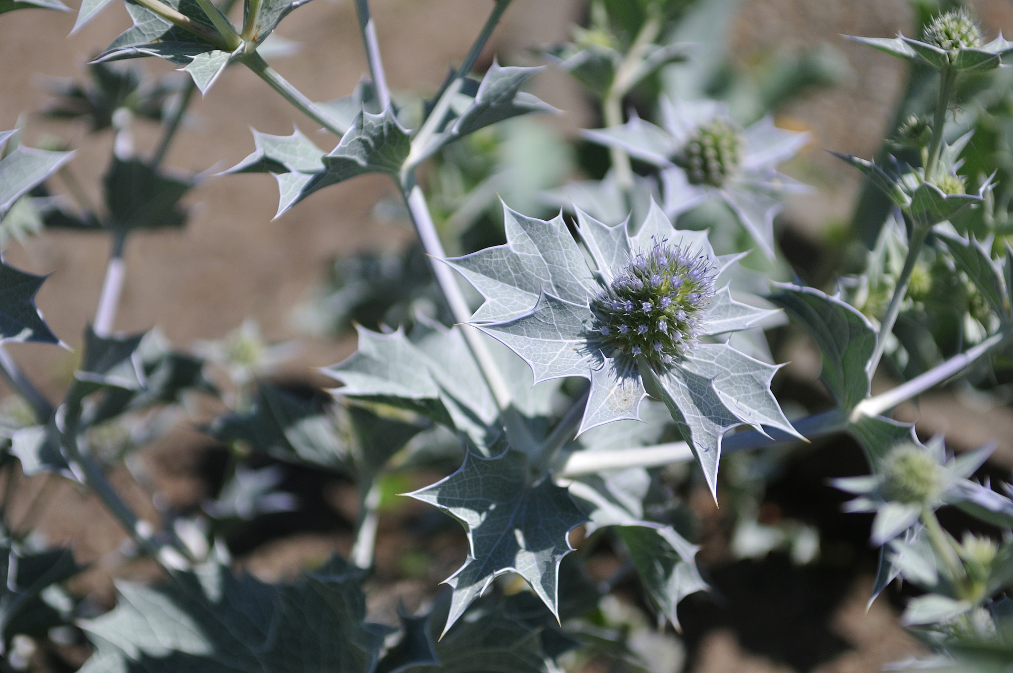 Nikon D300S sample photo. Interesting plants photography