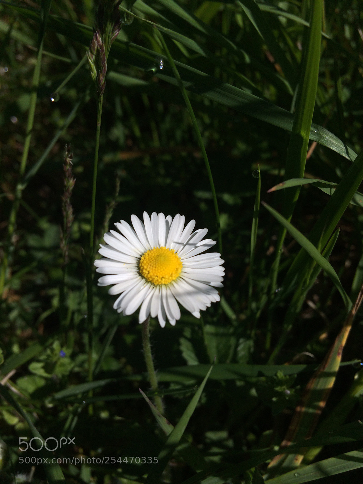 Apple iPhone 5s sample photo. Untitled photography