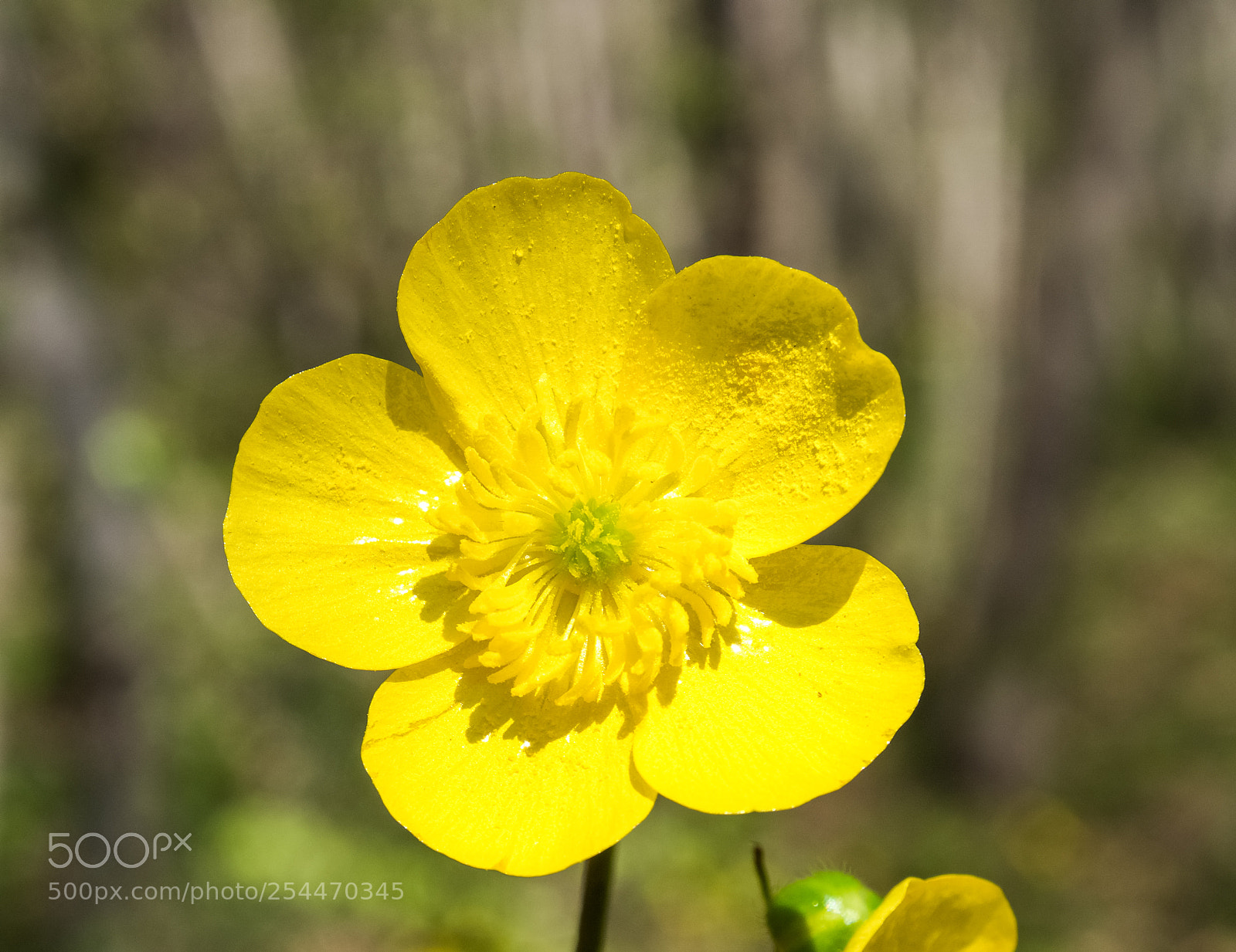 Olympus OM-D E-M10 II sample photo. Yellow photography