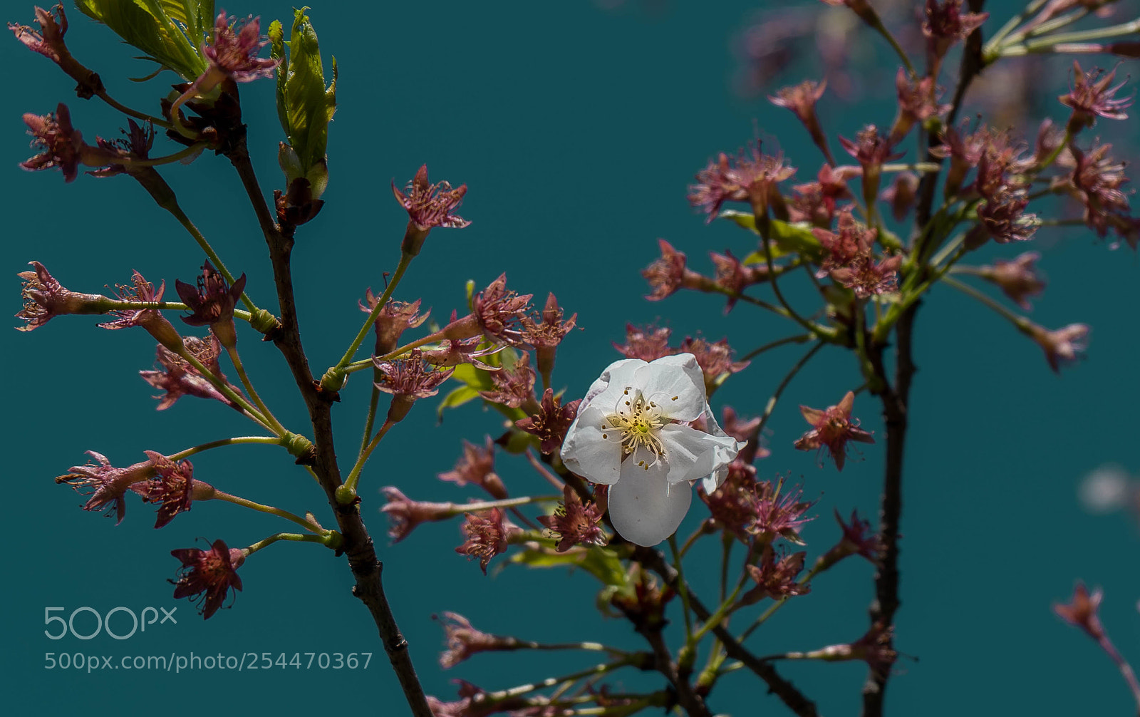 Sony a7 III sample photo. The last cherry photography