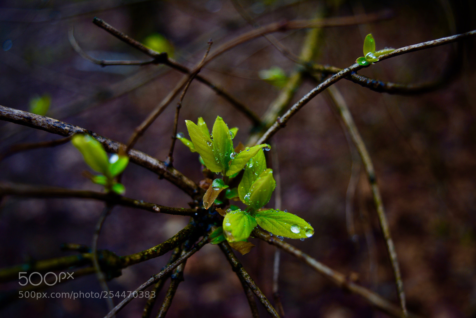 Nikon D5200 sample photo. The magic of raindrops photography