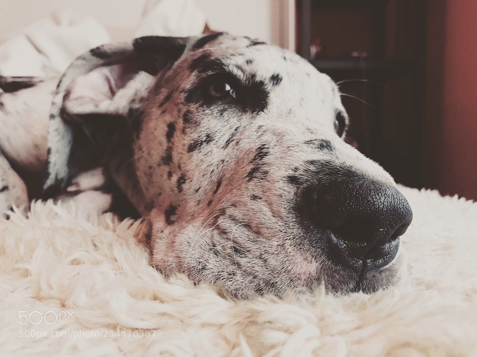 Apple iPhone 7 sample photo. Great dane. photography