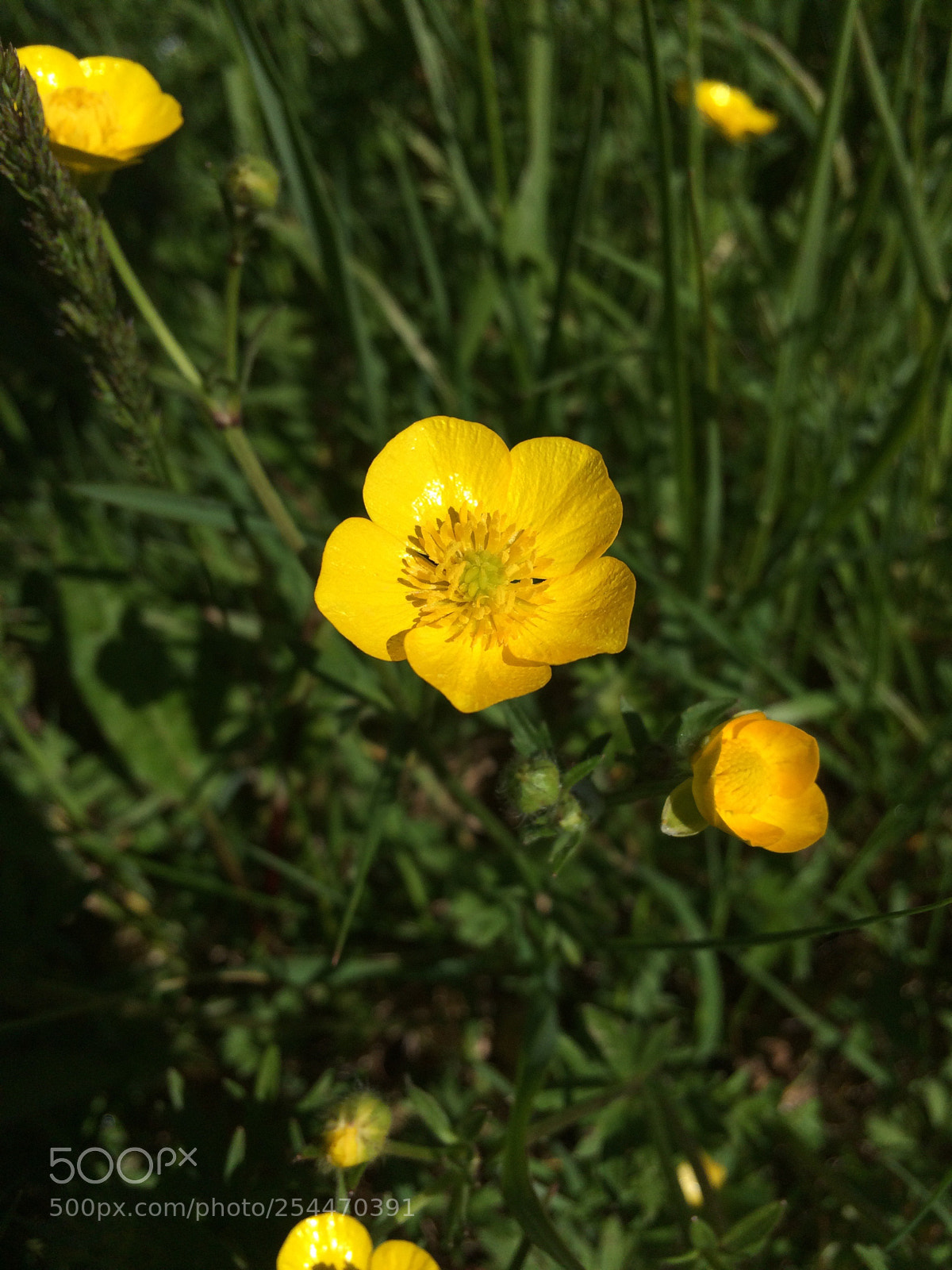 Apple iPhone 5s sample photo. Untitled photography