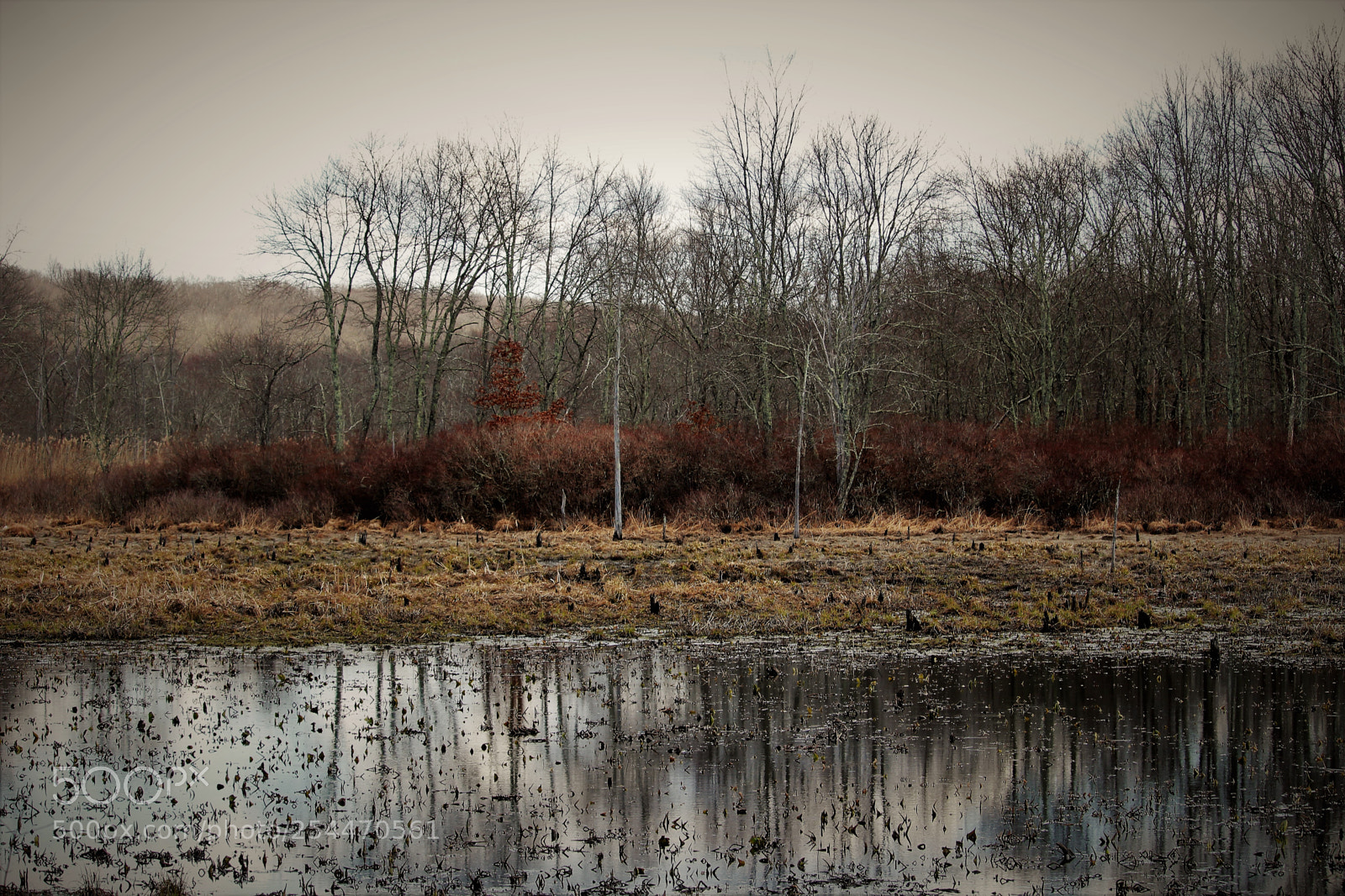 Canon EOS 1300D (EOS Rebel T6 / EOS Kiss X80) sample photo. Swamp beauty photography
