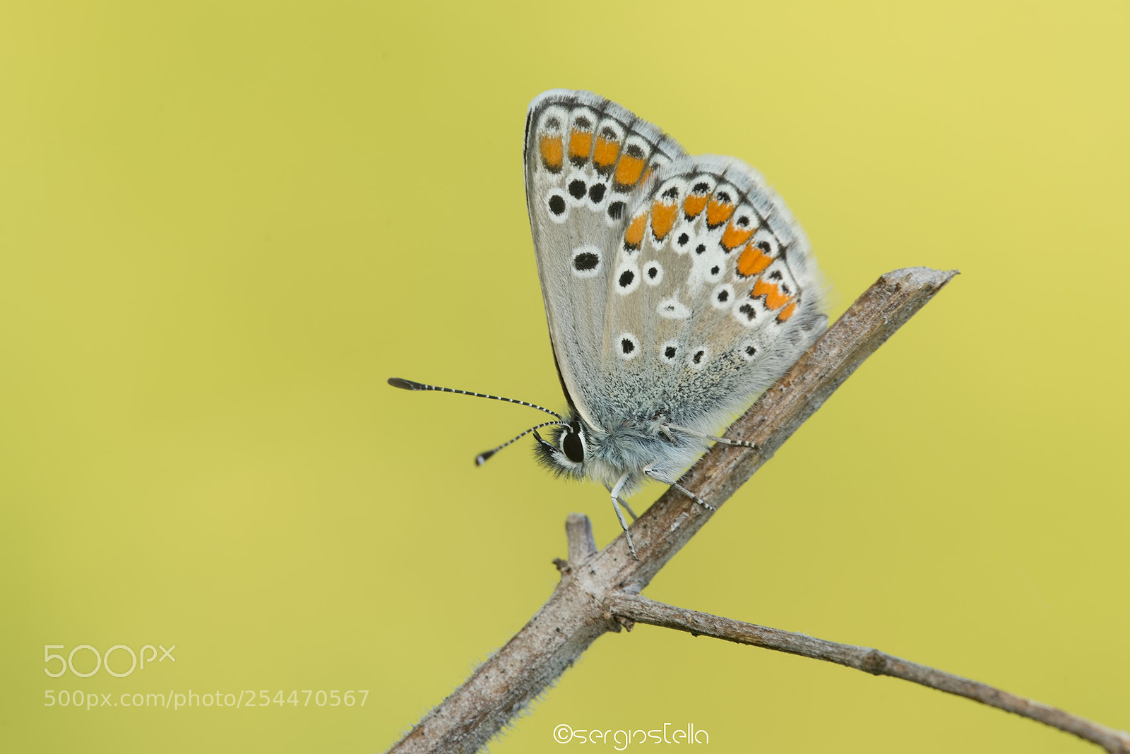 Nikon D610 sample photo. Brown argus_____ photography