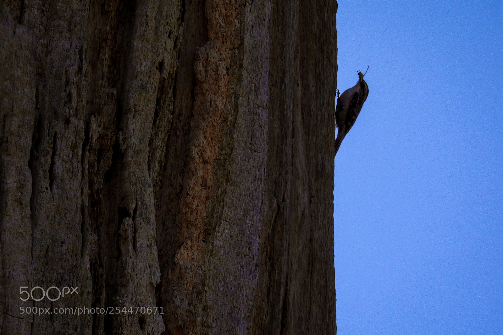 Nikon Coolpix P900 sample photo. Nest building treecreeper photography