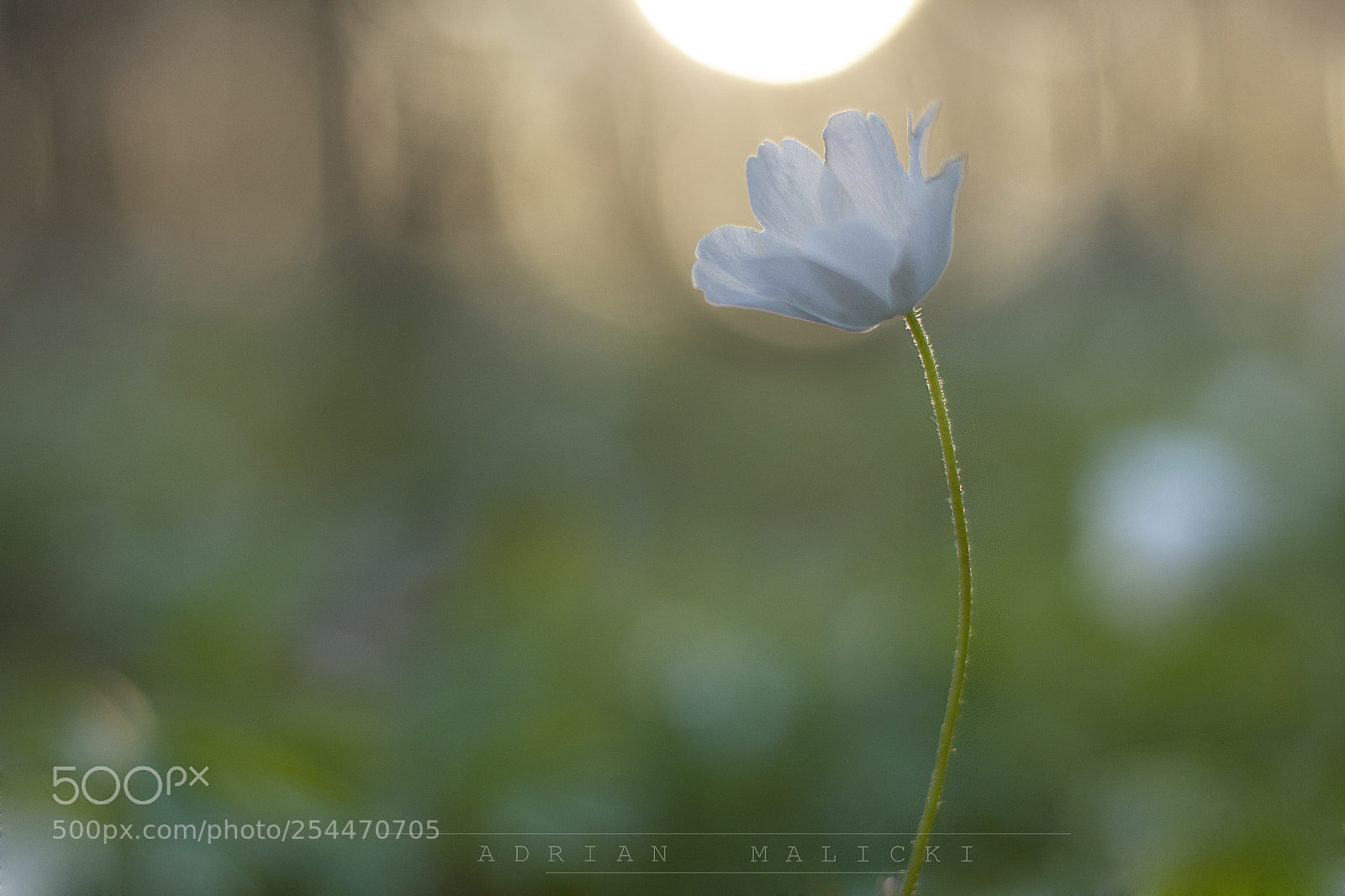 Canon EOS 550D (EOS Rebel T2i / EOS Kiss X4) sample photo. Windflower photography