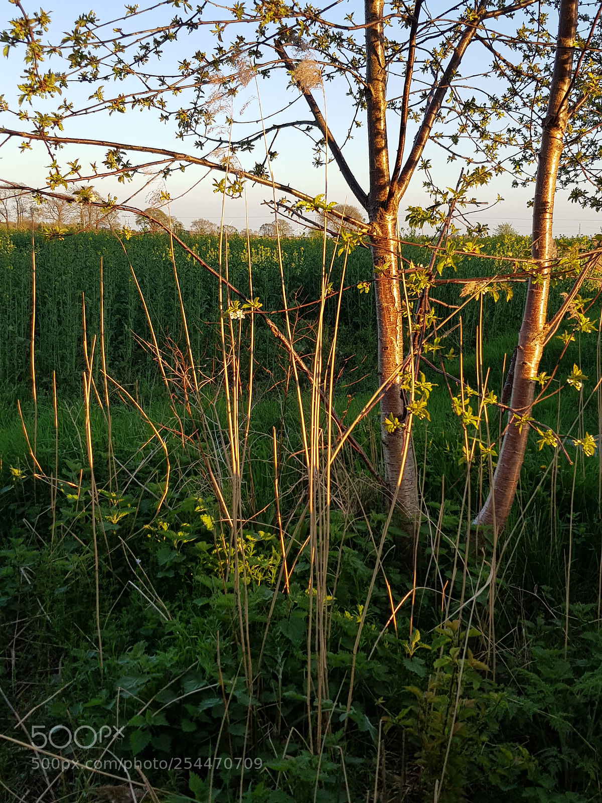 Samsung Galaxy S8 sample photo. Catchinglight photography