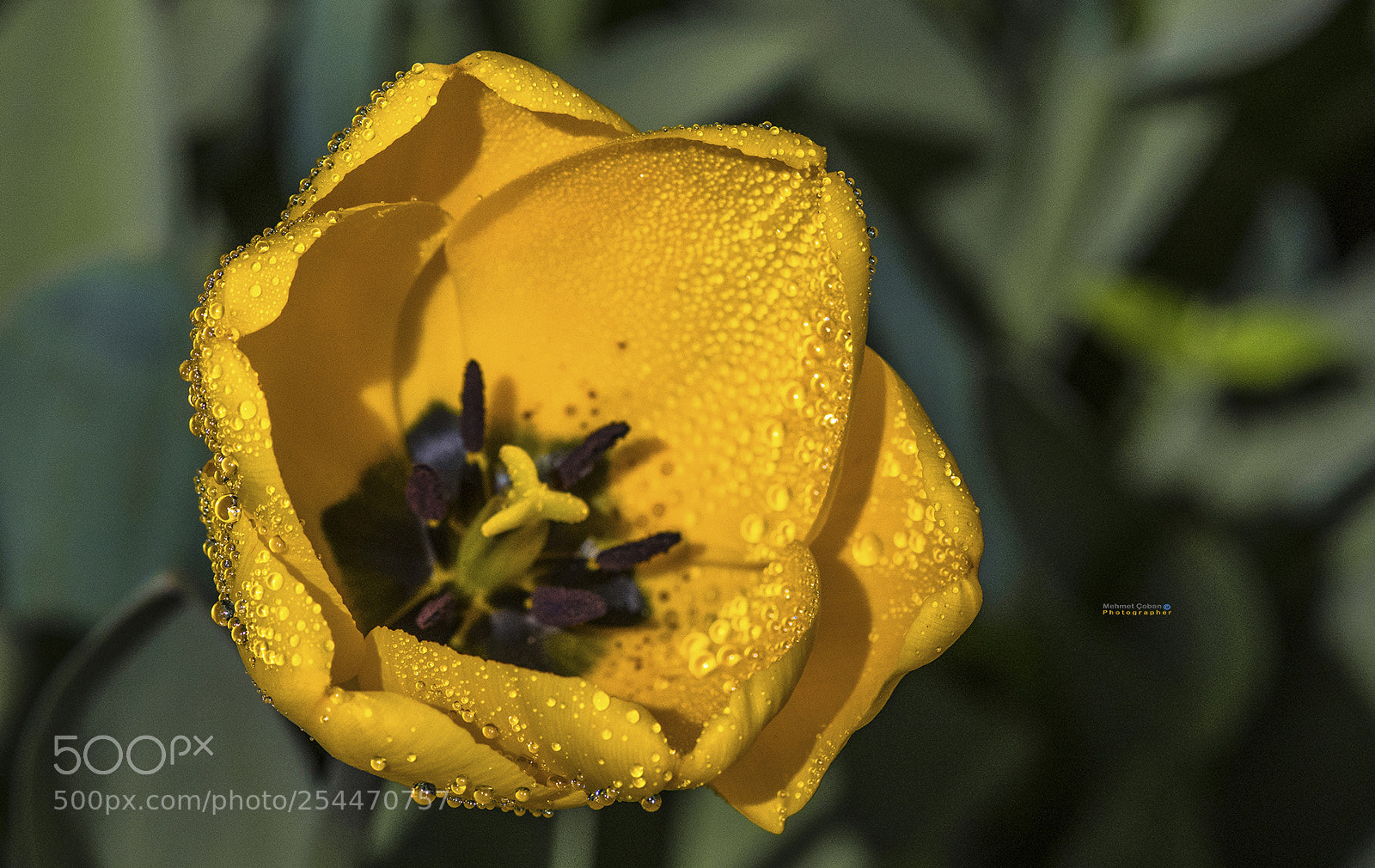 Pentax K-3 II sample photo. Soppy photography