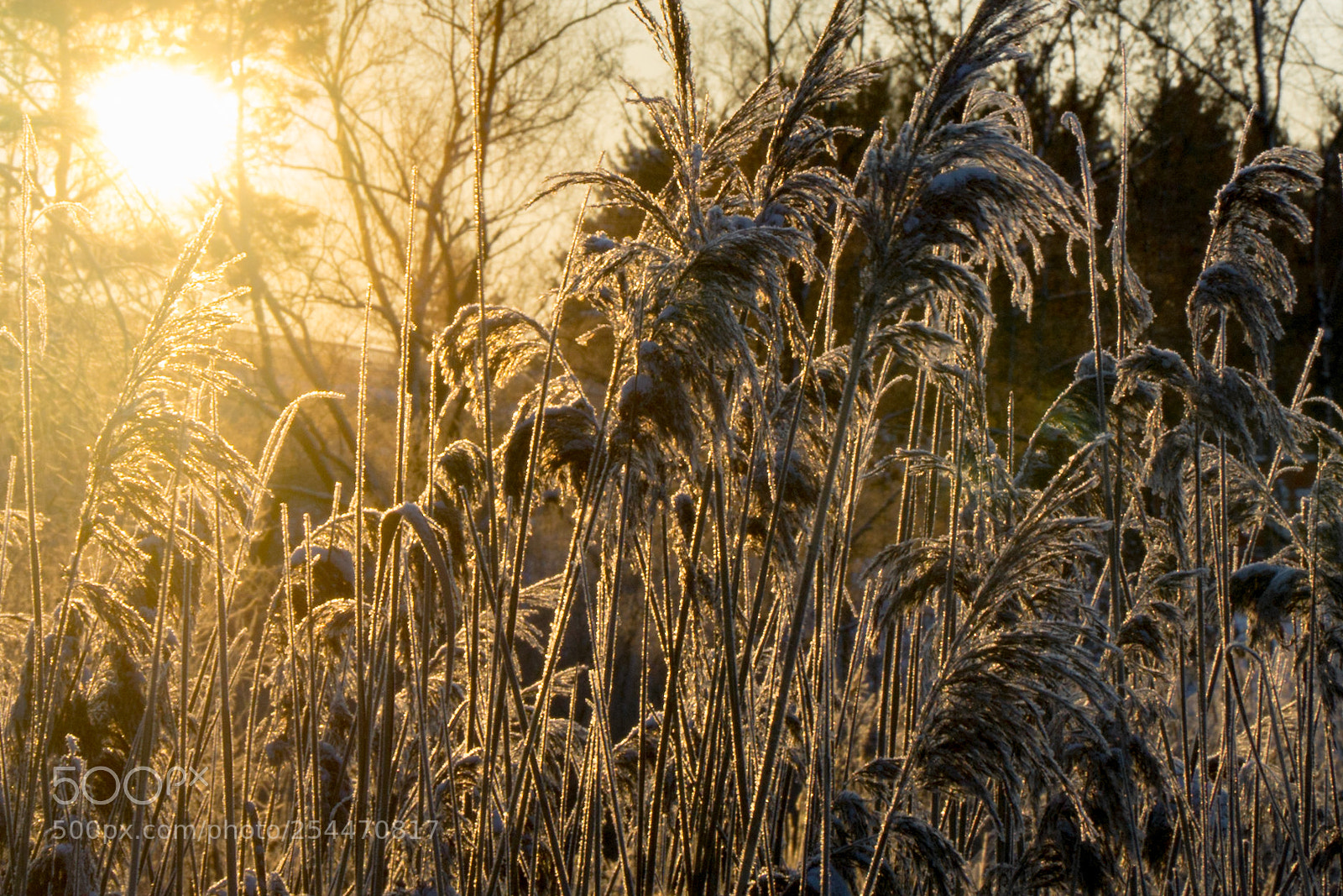 Sony a6000 sample photo. Schilf im winter photography