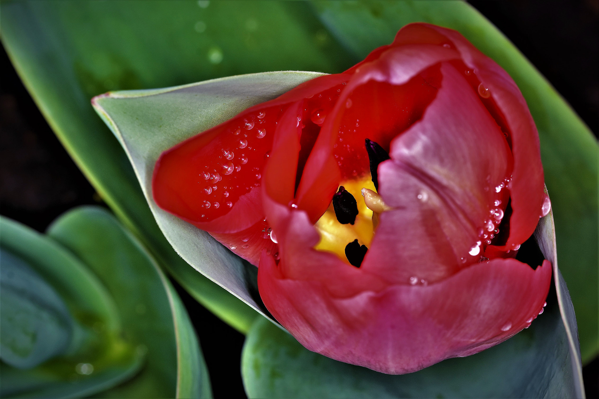 Nikon D7200 + Sigma 105mm F2.8 EX DG OS HSM sample photo. Raindrops photography