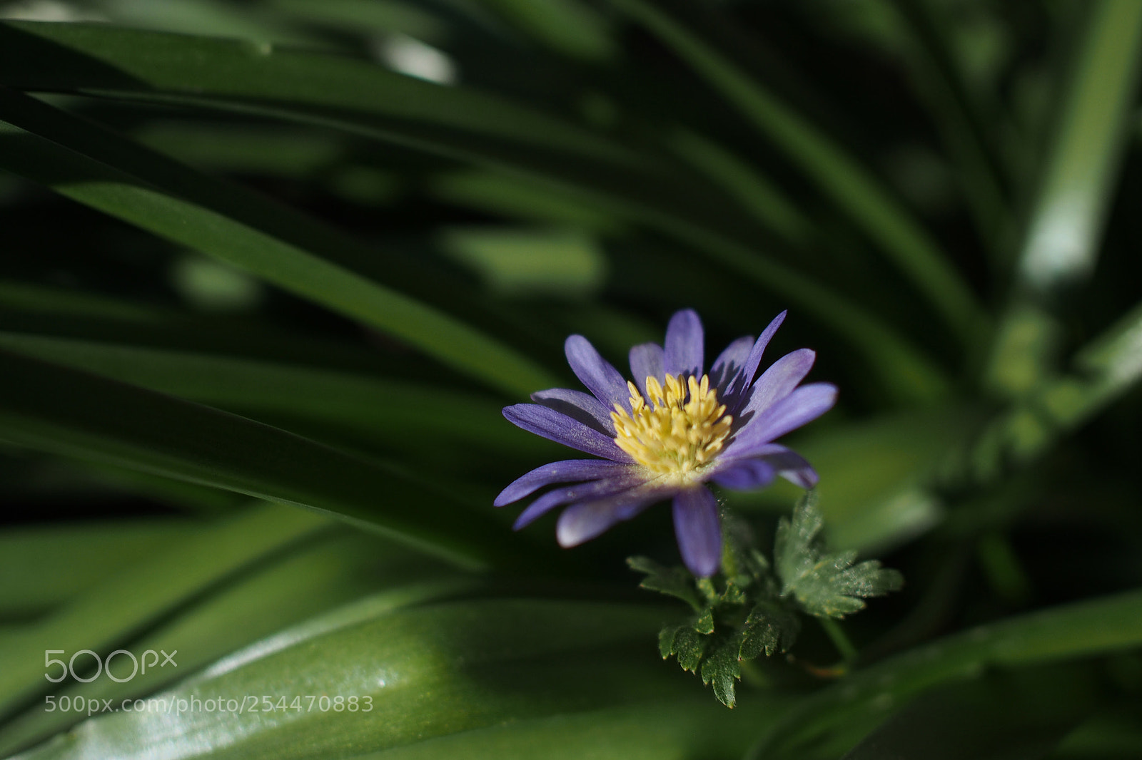 Olympus OM-D E-M5 sample photo. Spring flower photography