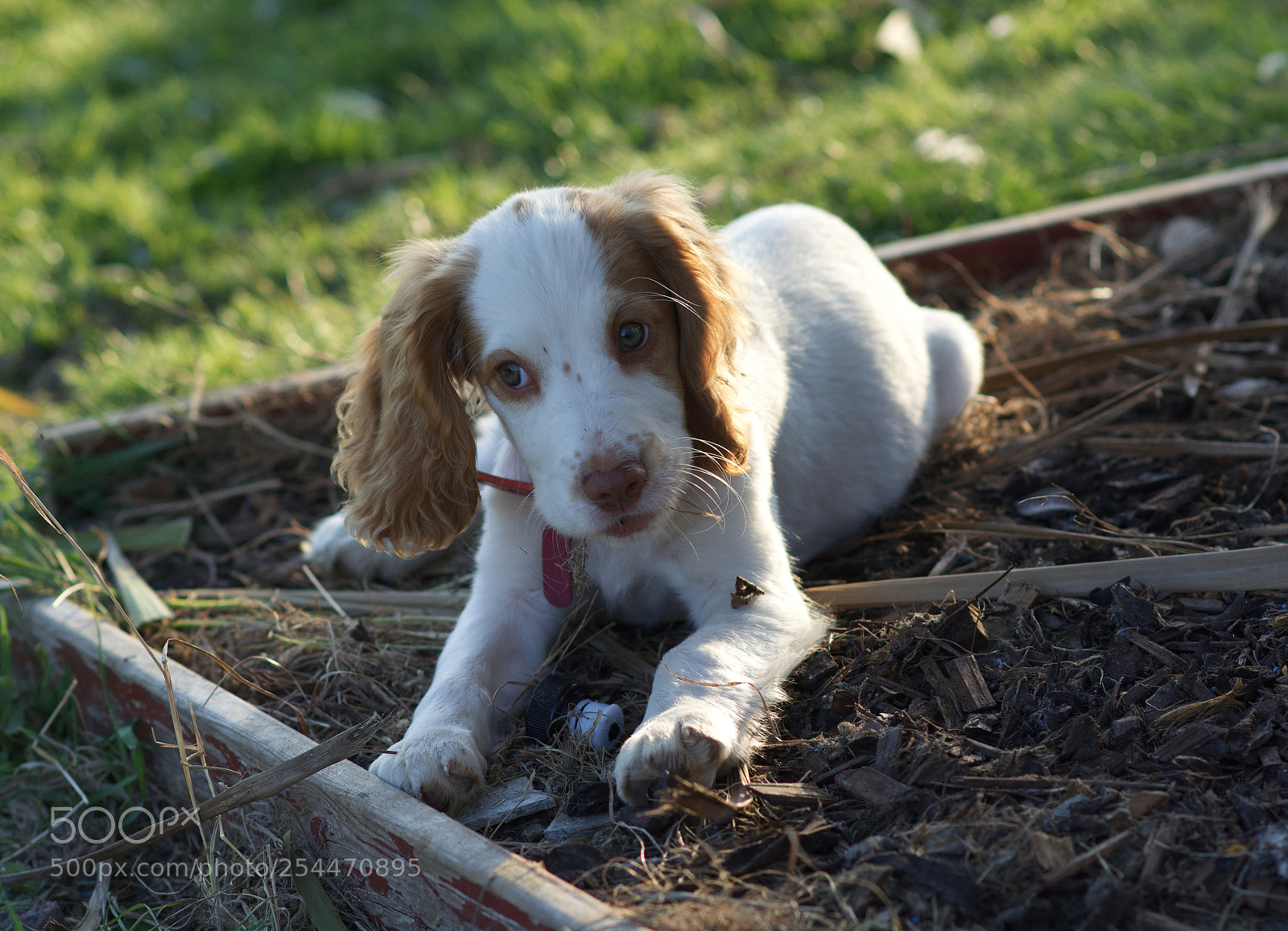 Nikon D5200 sample photo. Wuppy dog photography