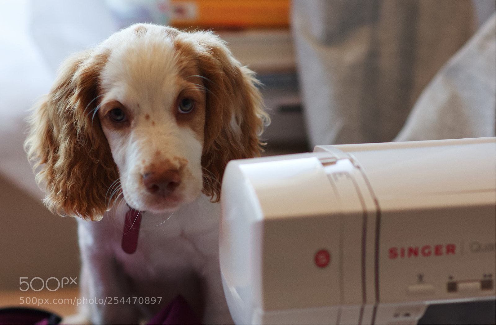 Nikon D5200 sample photo. Springer on a singer photography