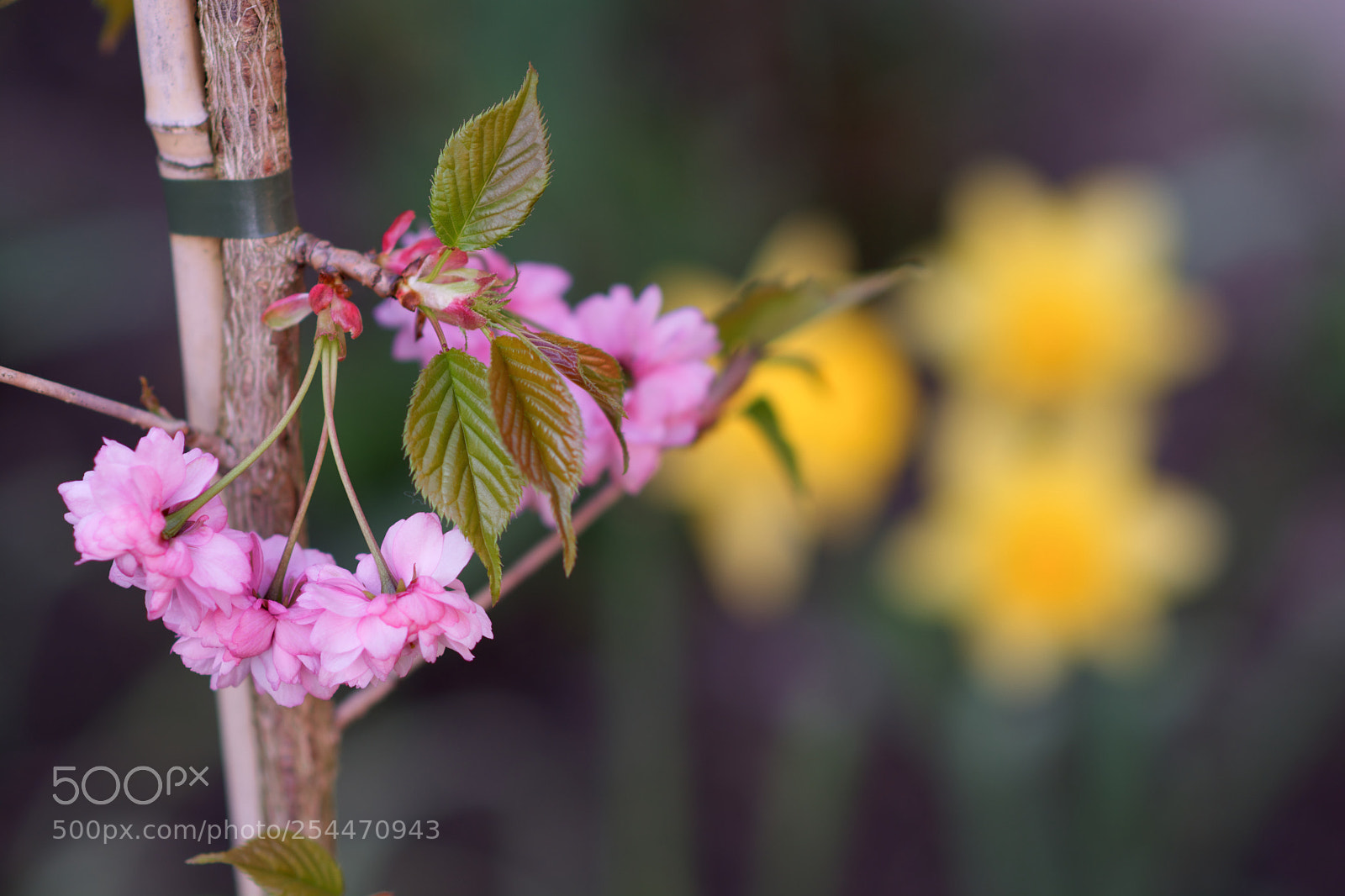 Nikon D5200 sample photo. First blossom photography
