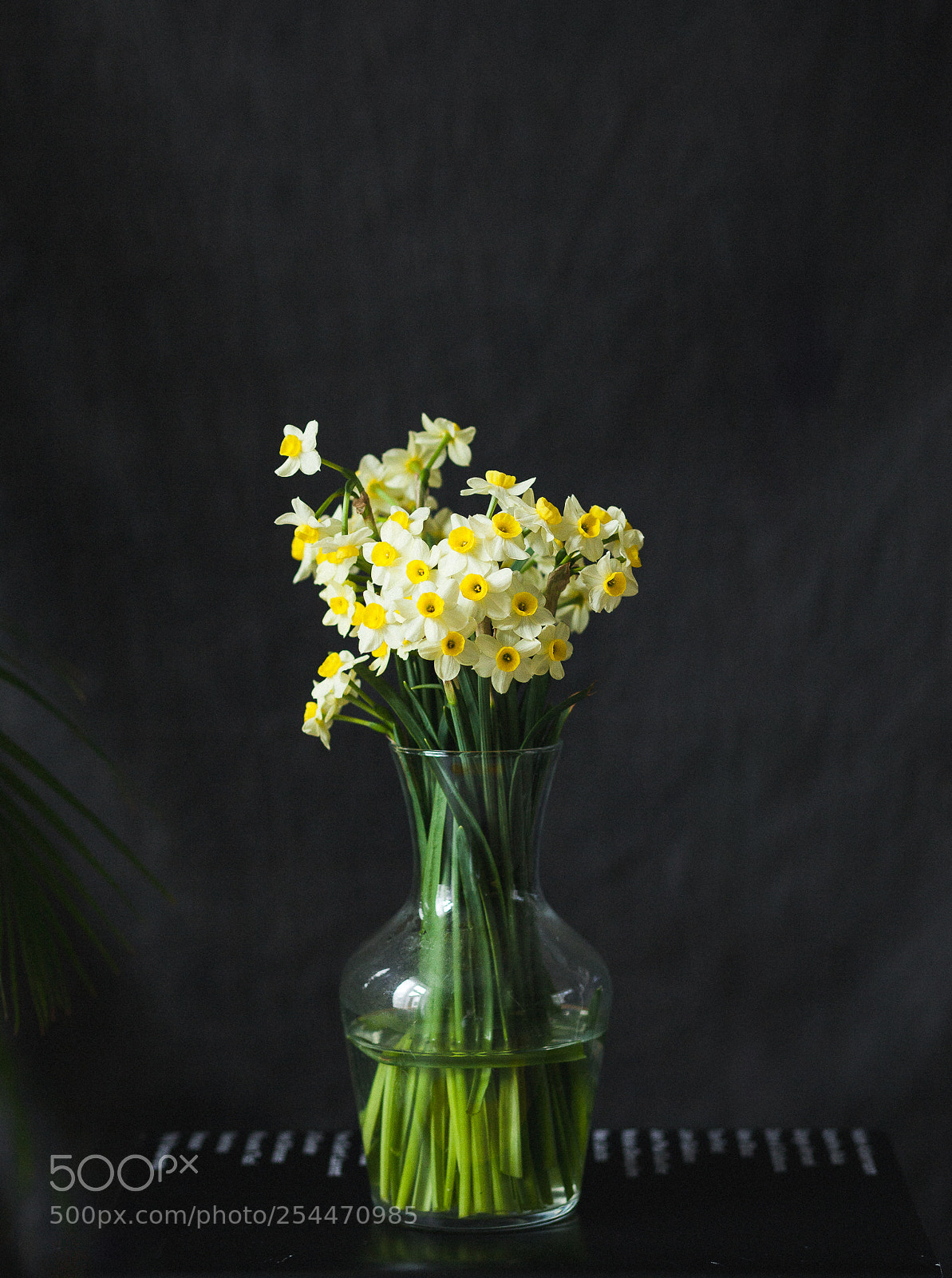 Canon EOS 5D Mark II sample photo. Little beauties photography