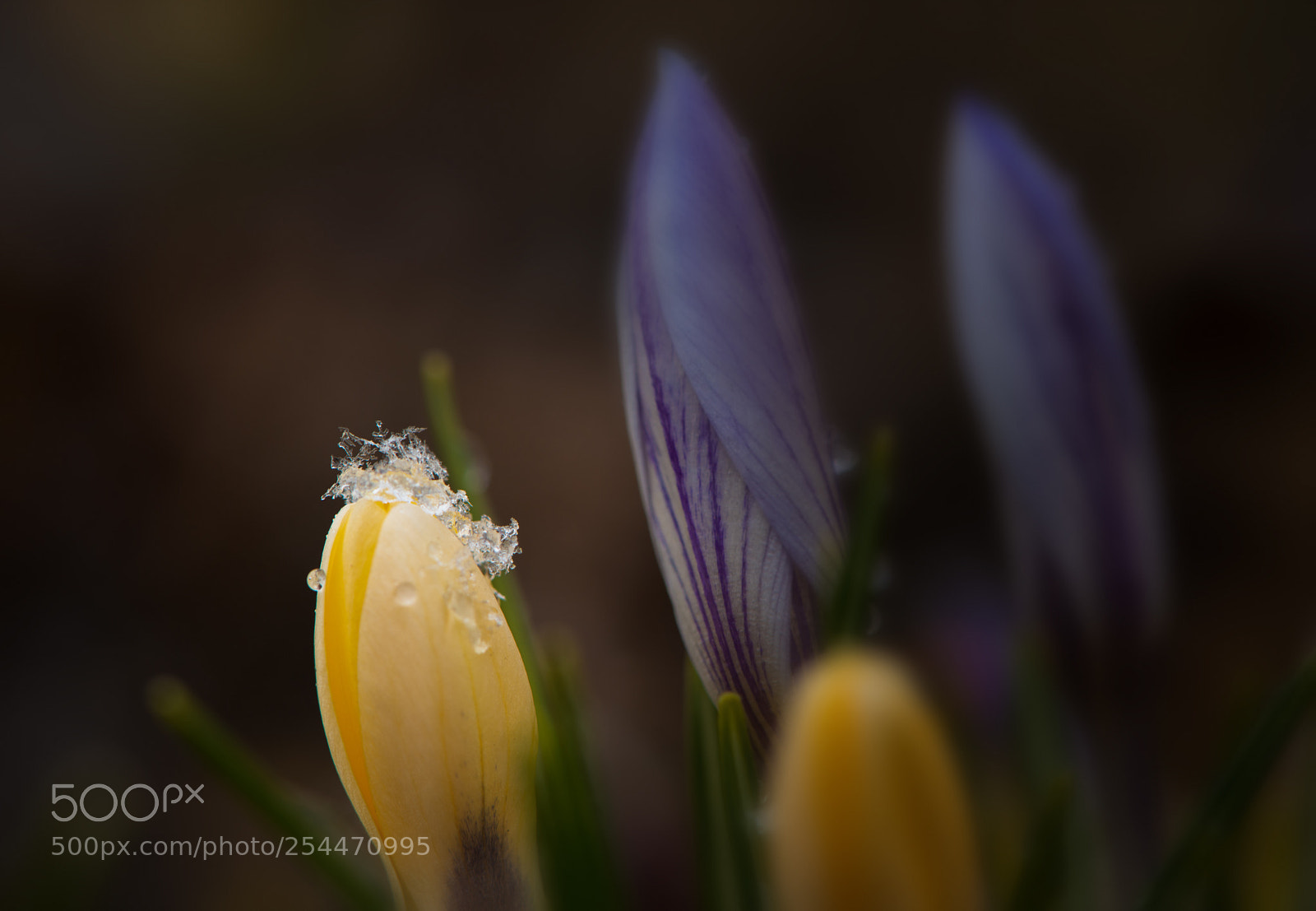 Nikon D800 sample photo. Fleur de glace photography