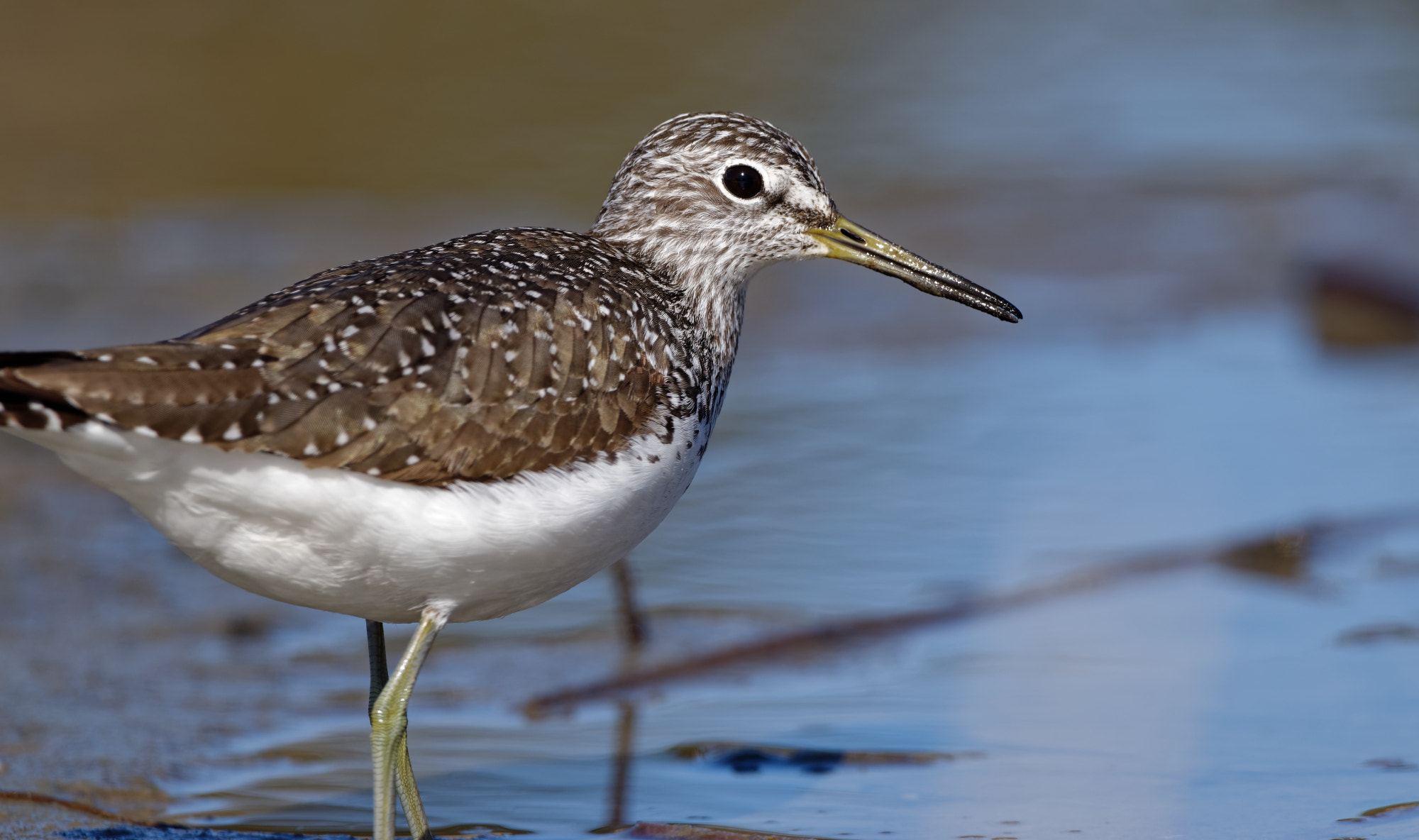 Nikon D5600 + Sigma 150-600mm F5-6.3 DG OS HSM | C sample photo. Green sandpiper (tringa ochropus) photography