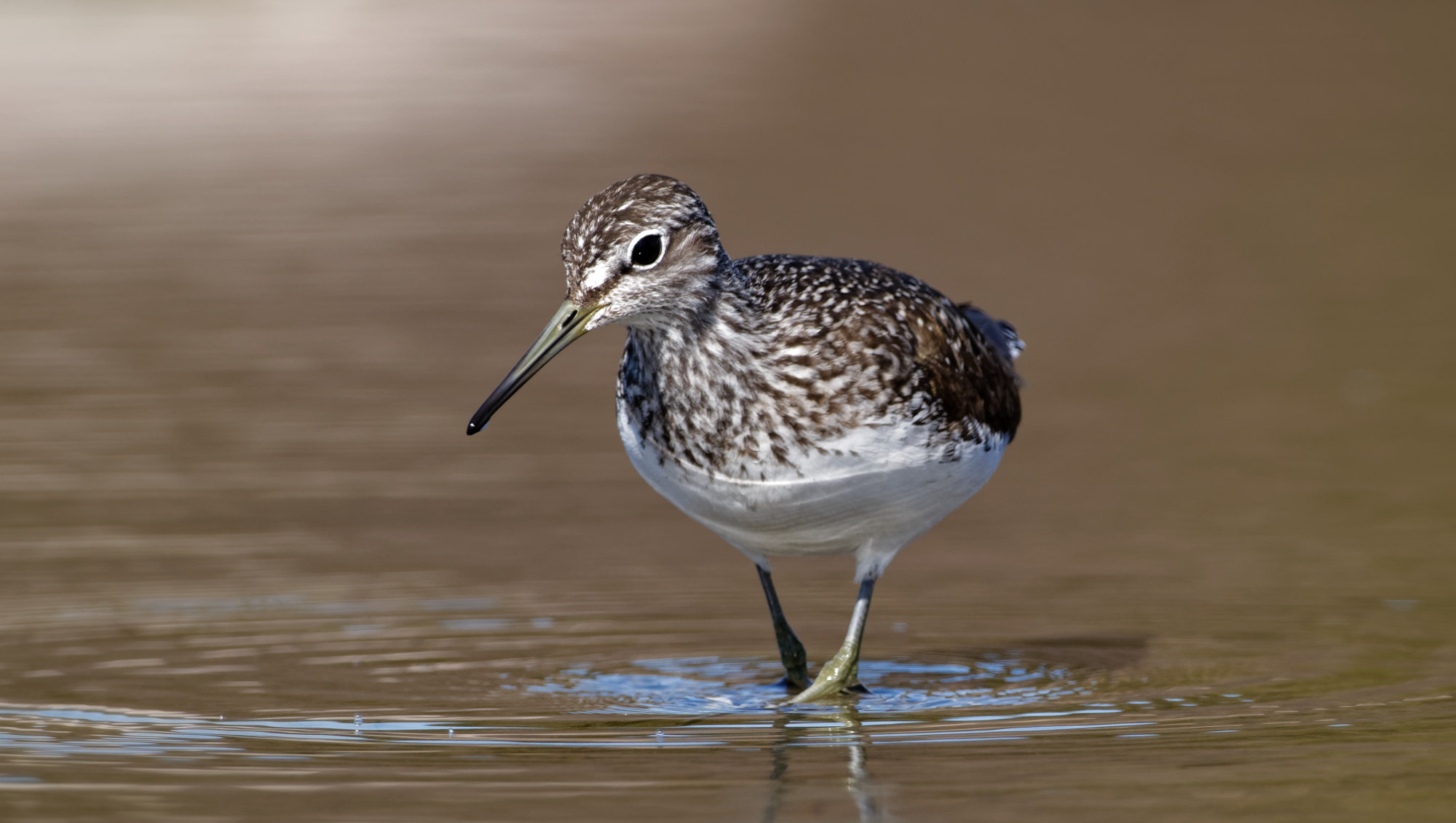 Sigma 150-600mm F5-6.3 DG OS HSM | C sample photo. Green sandpiper (tringa ochropus) photography