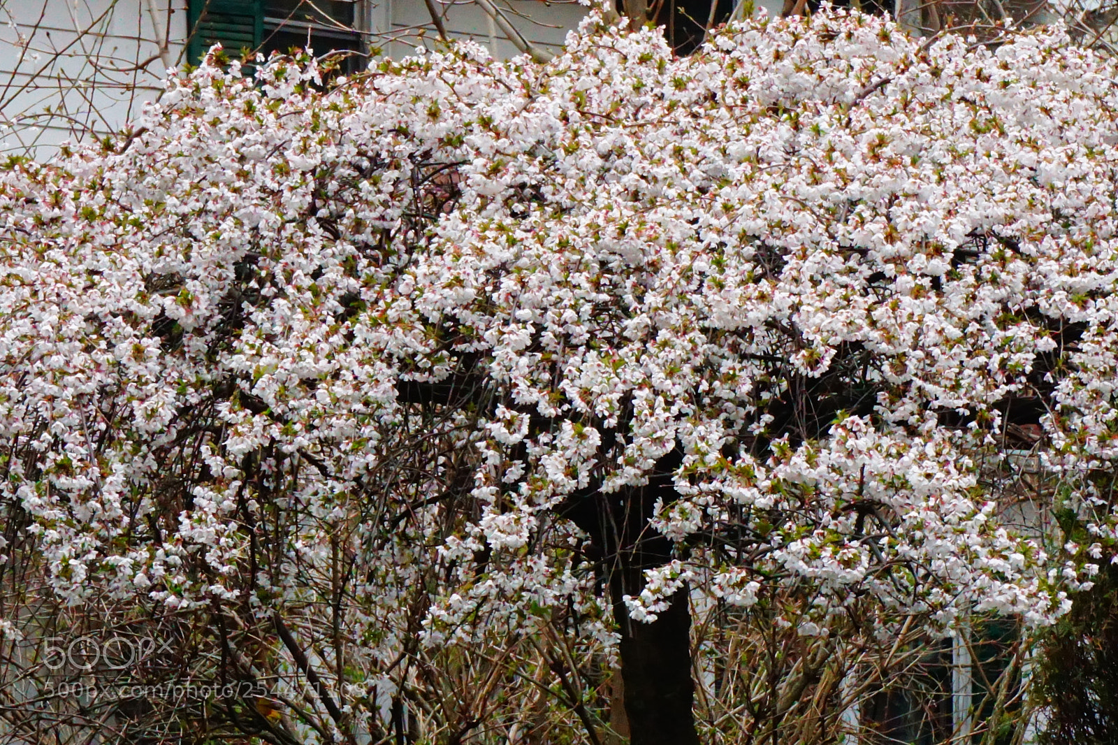 Sony a6000 sample photo. Flowers photography