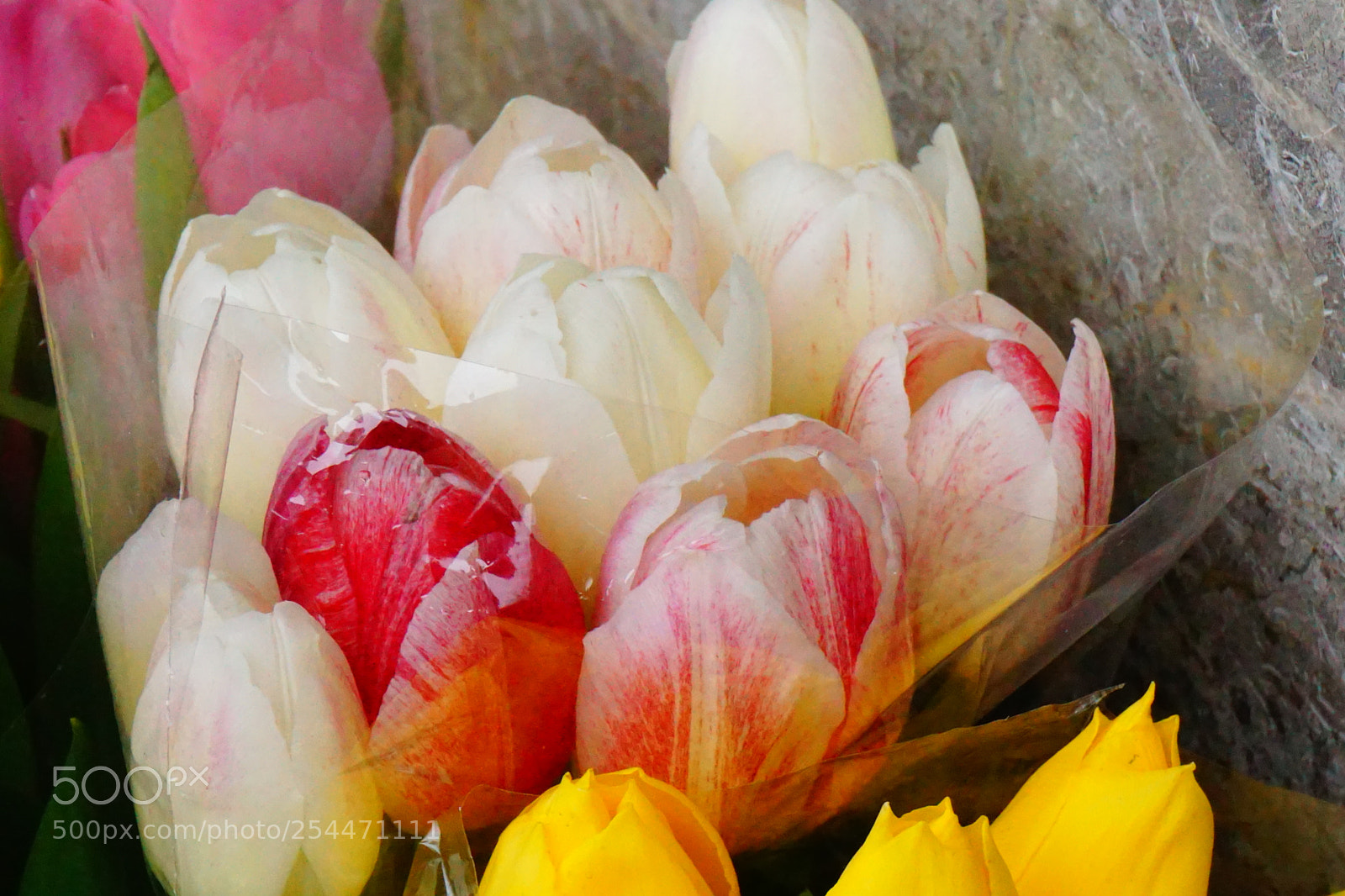 Sony a6000 sample photo. Flowers photography