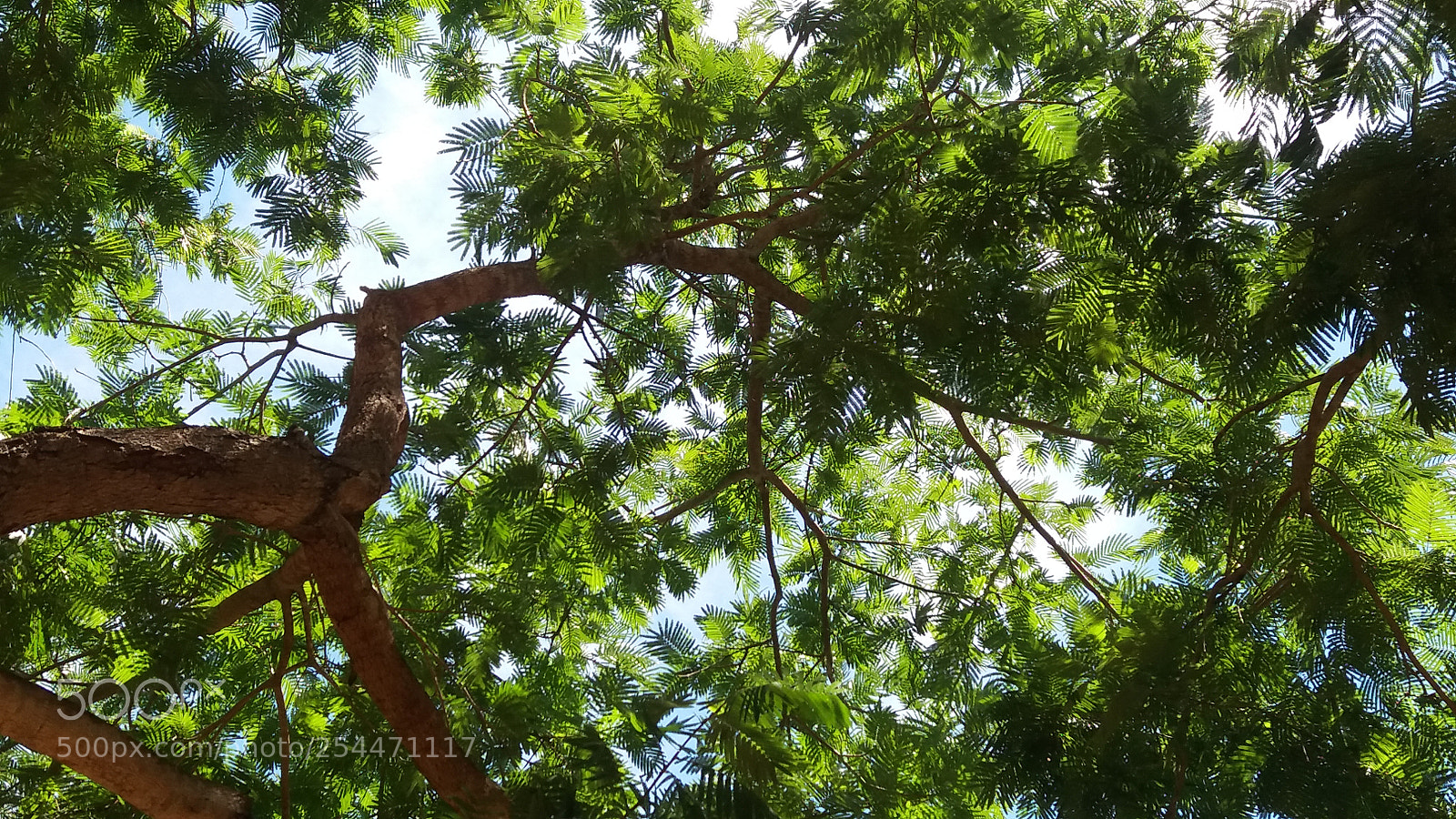 Samsung Galaxy J5 sample photo. Green photography