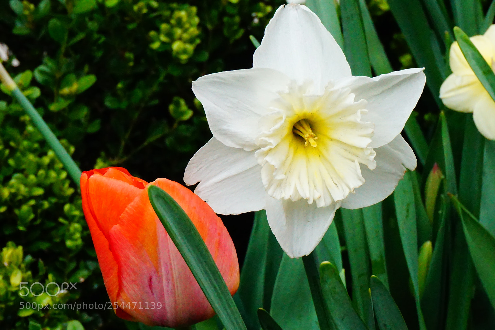 Sony a6000 sample photo. Flowers photography