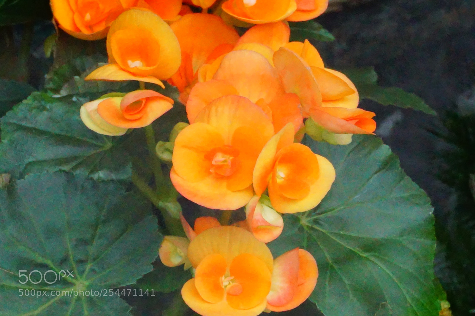 Sony a6000 sample photo. Flowers photography