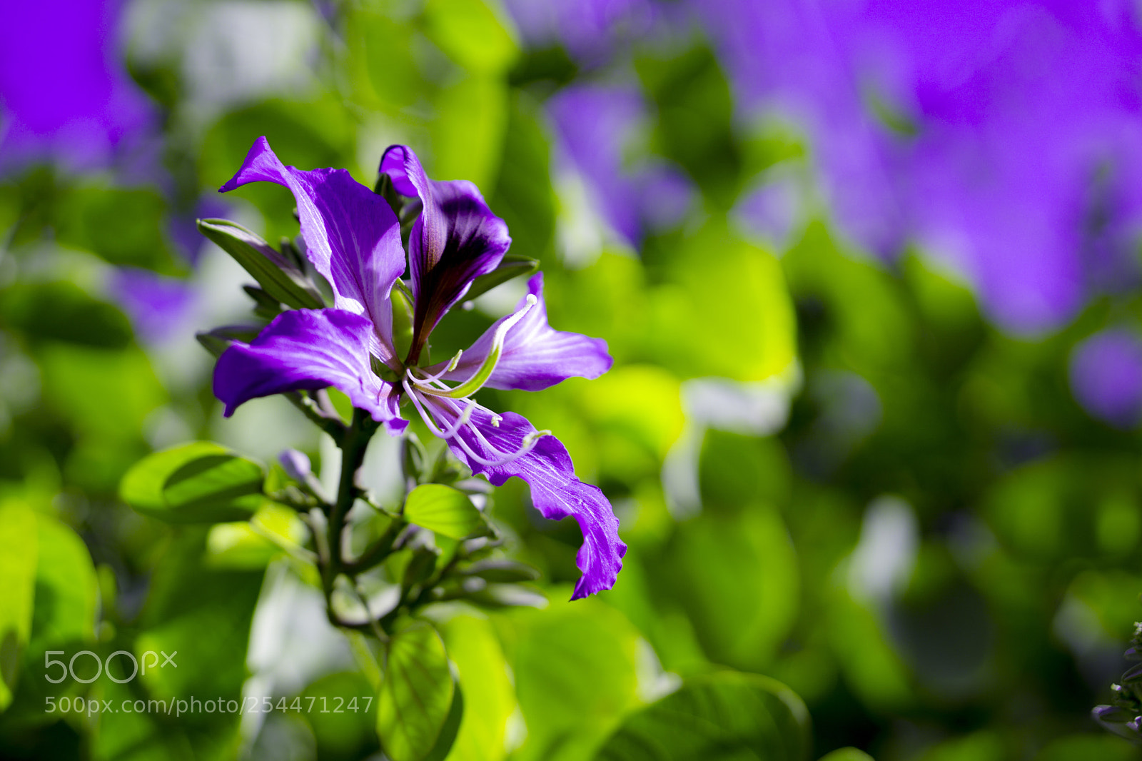 Sony a6000 sample photo. Purple flower hope you photography