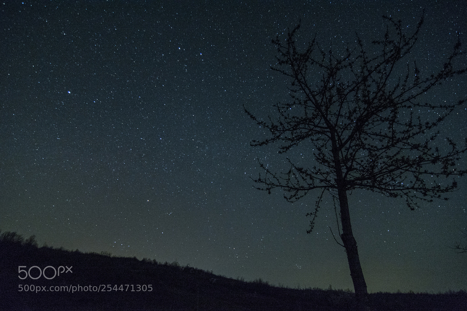 Nikon D7100 sample photo. Tree with stars photography