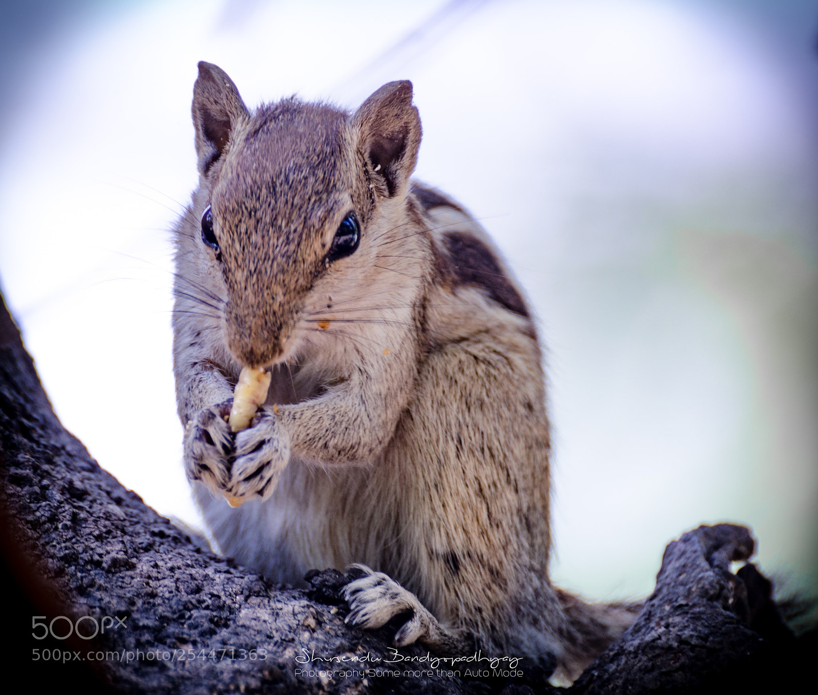 Nikon D5100 sample photo. Breakfast ! photography