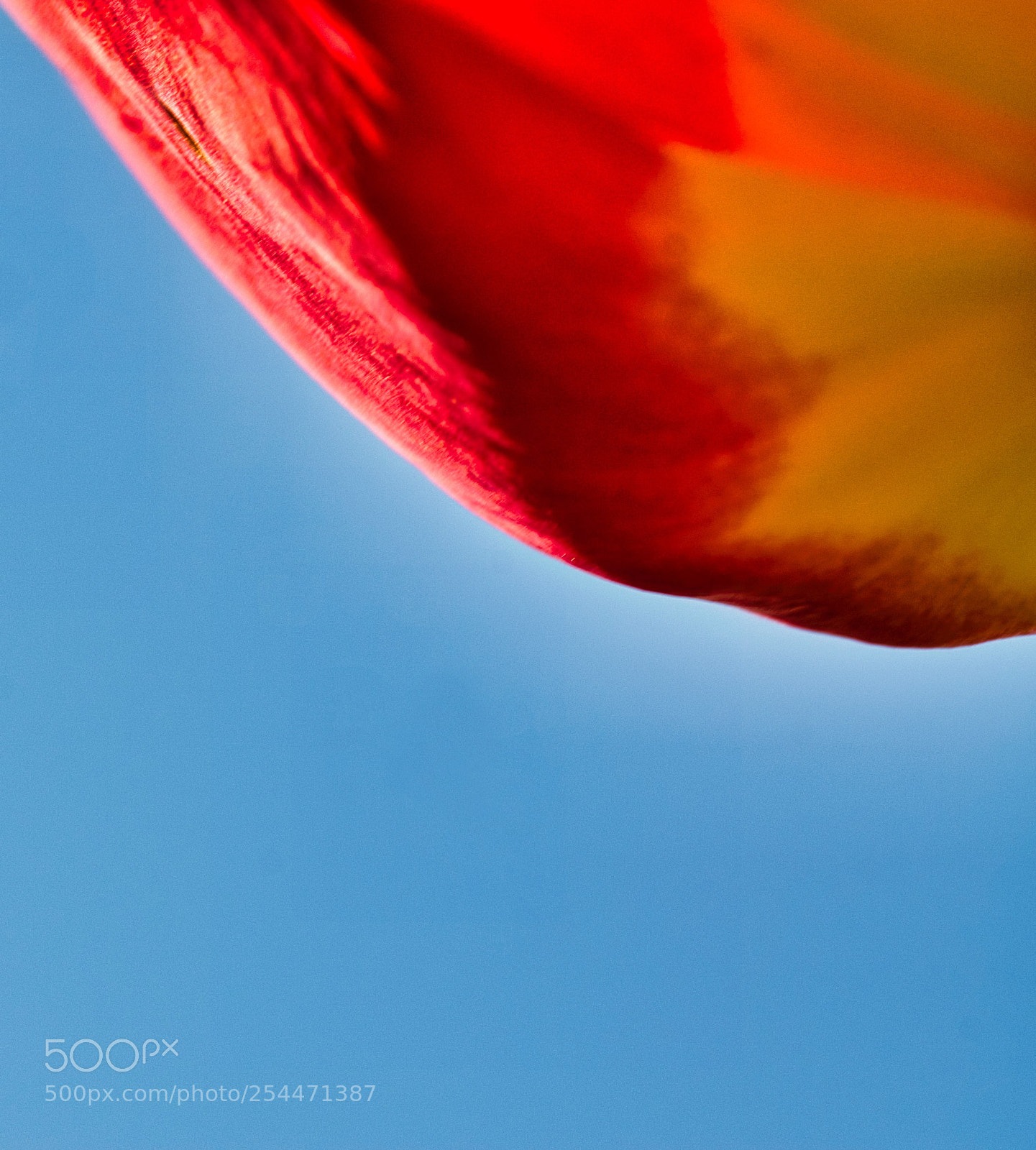 Nikon D7000 sample photo. Petal in the sky photography