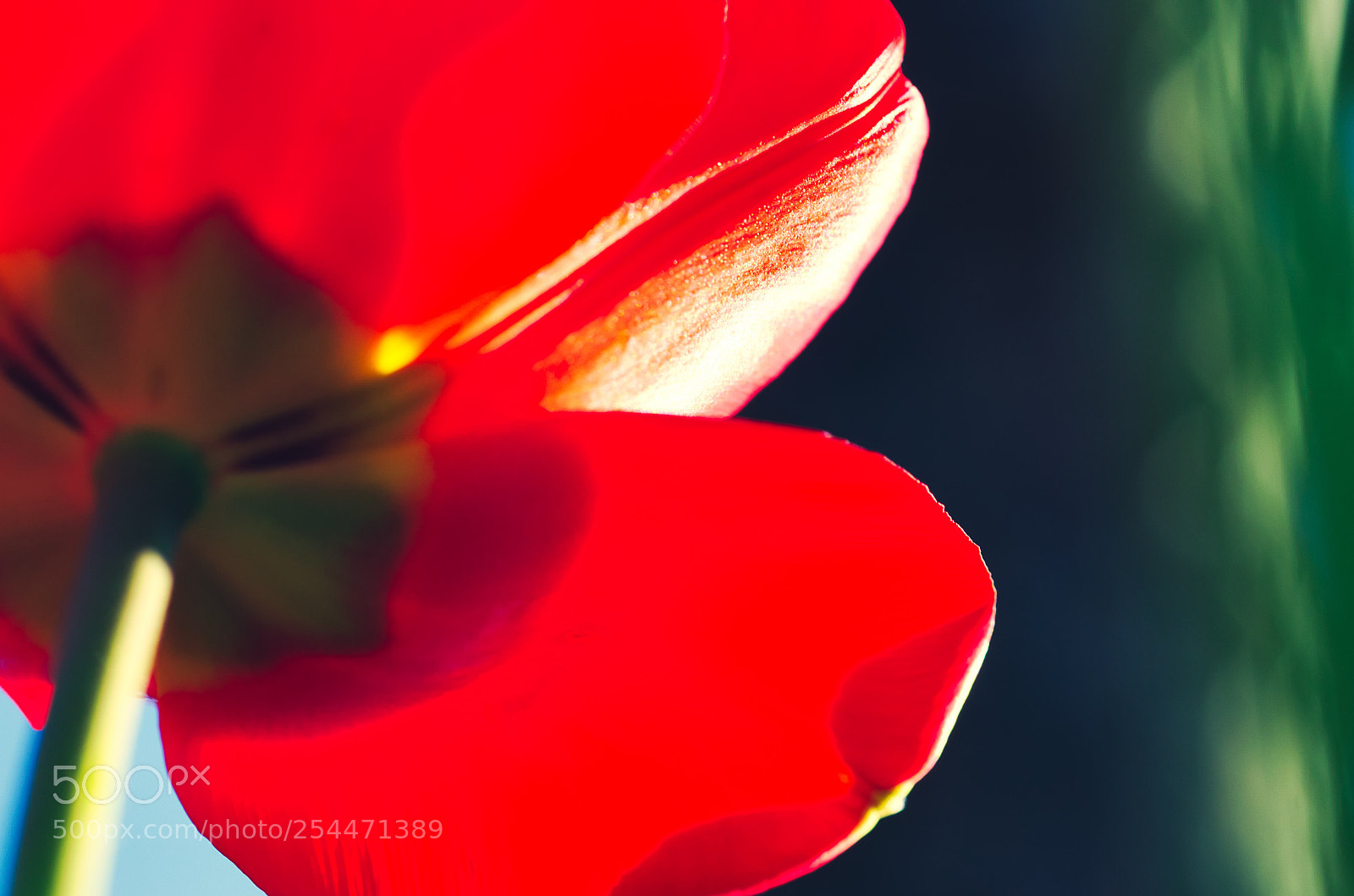 Nikon D7000 sample photo. Beneath the stem photography