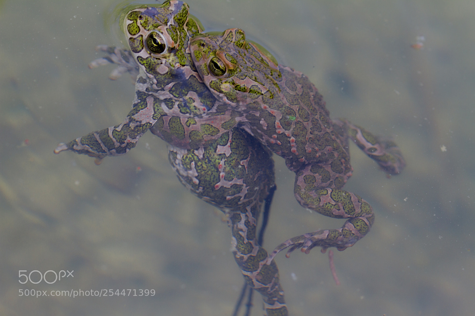 Canon EOS 7D sample photo. Wet sex in spring photography