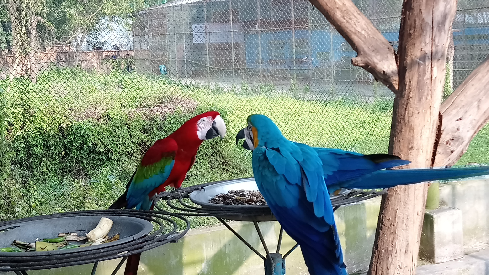 Sony Xperia XA1 Ultra sample photo. Macaws photography