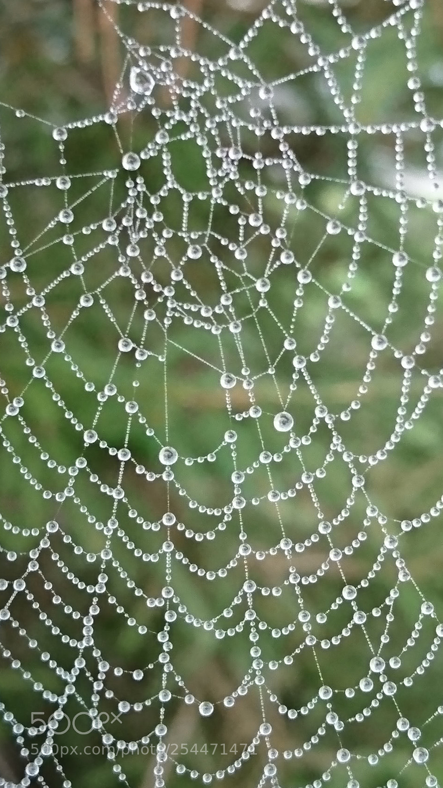 Sony Xperia XZ sample photo. Netz am morgen photography