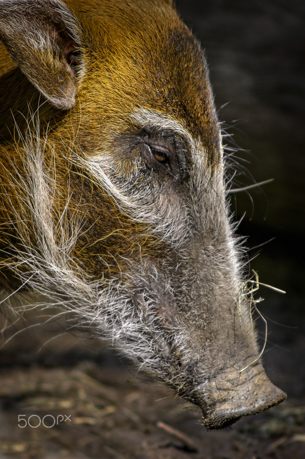 Nikon D100 sample photo. The thoughts of red river hog photography