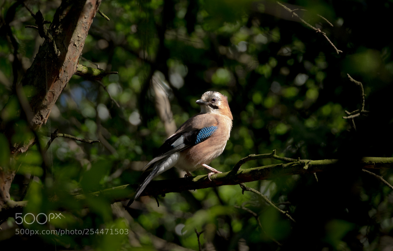 Olympus OM-D E-M1 sample photo. Spring jay photography
