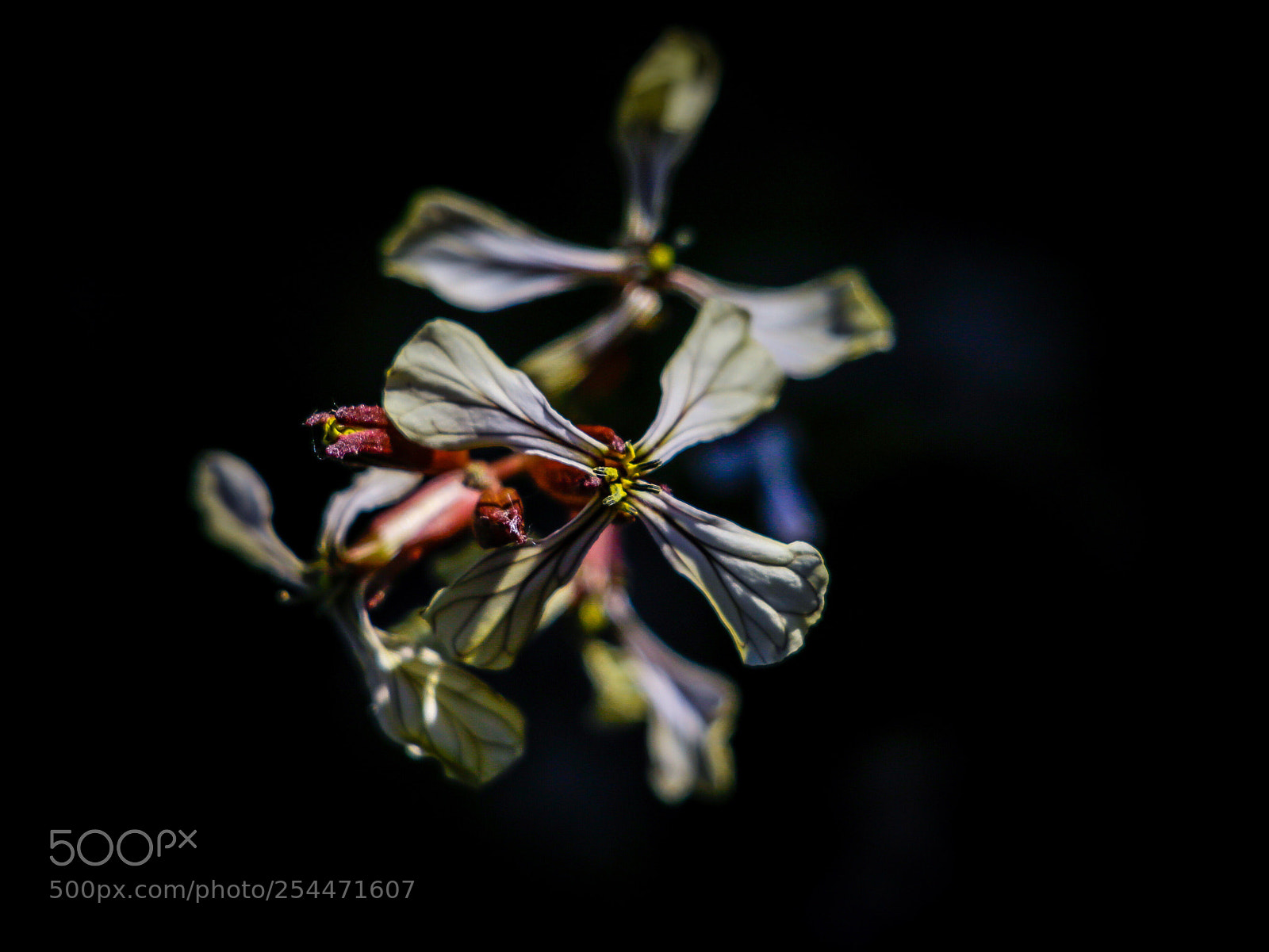 Canon EOS 70D sample photo. Arugula flower photography