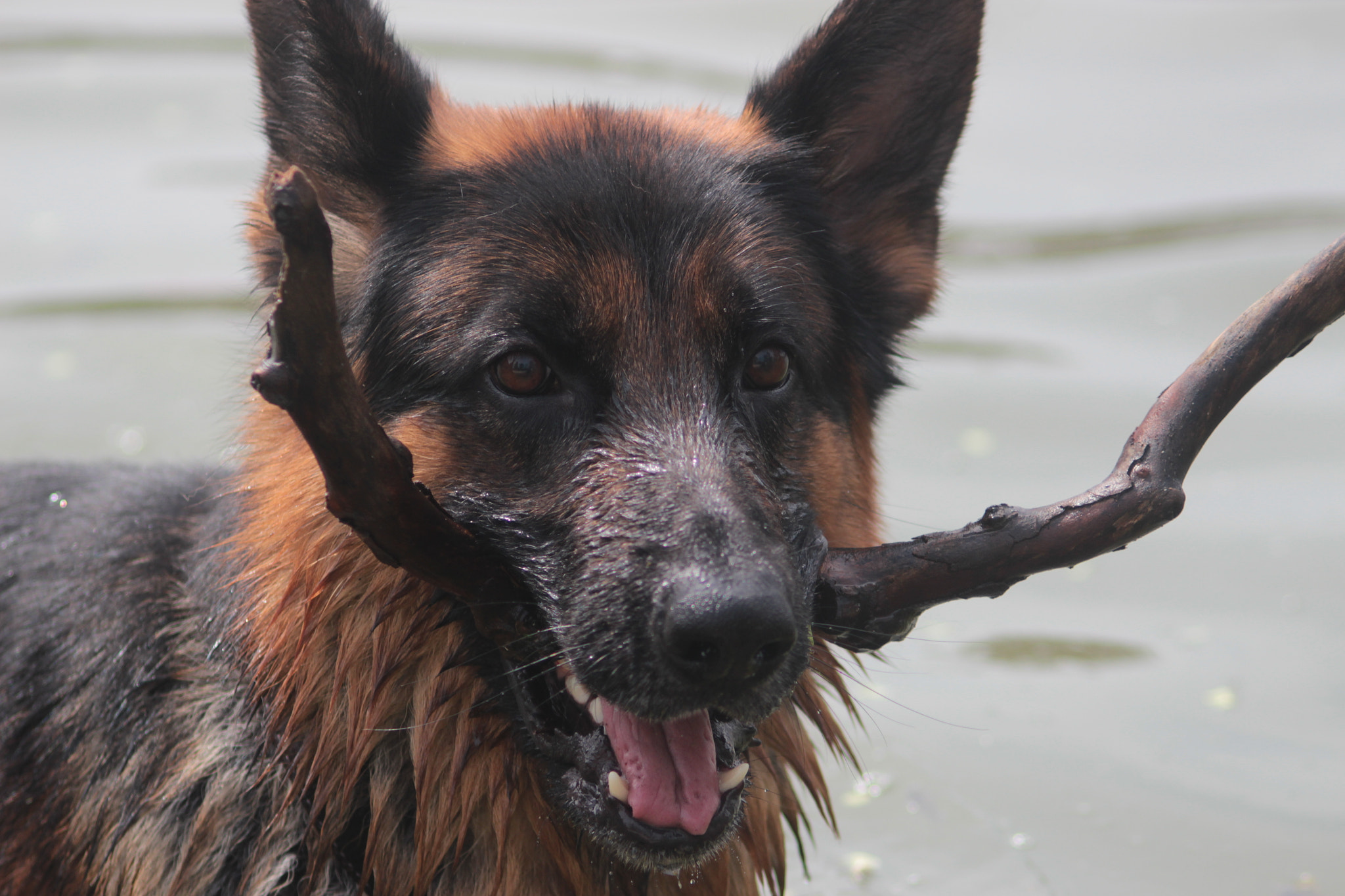 Canon EF 50-200mm f/3.5-4.5 sample photo. Play with me :) photography