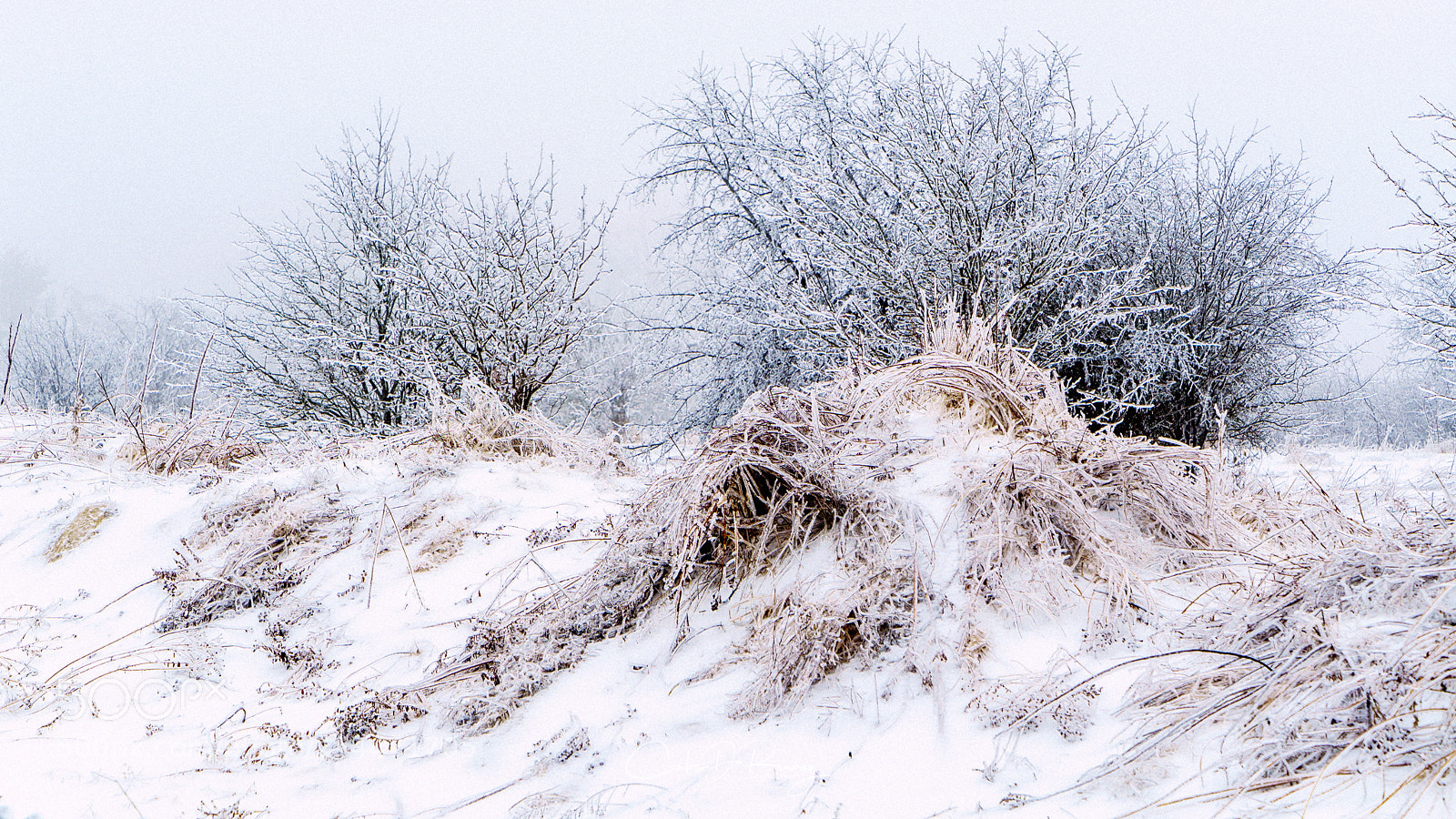 Sony a7S sample photo. Frozen photography