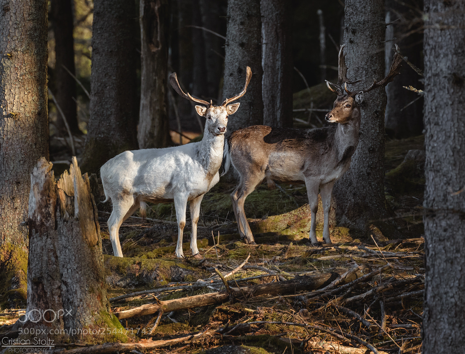 Canon EOS 6D Mark II sample photo. Fallow deer in swedish photography
