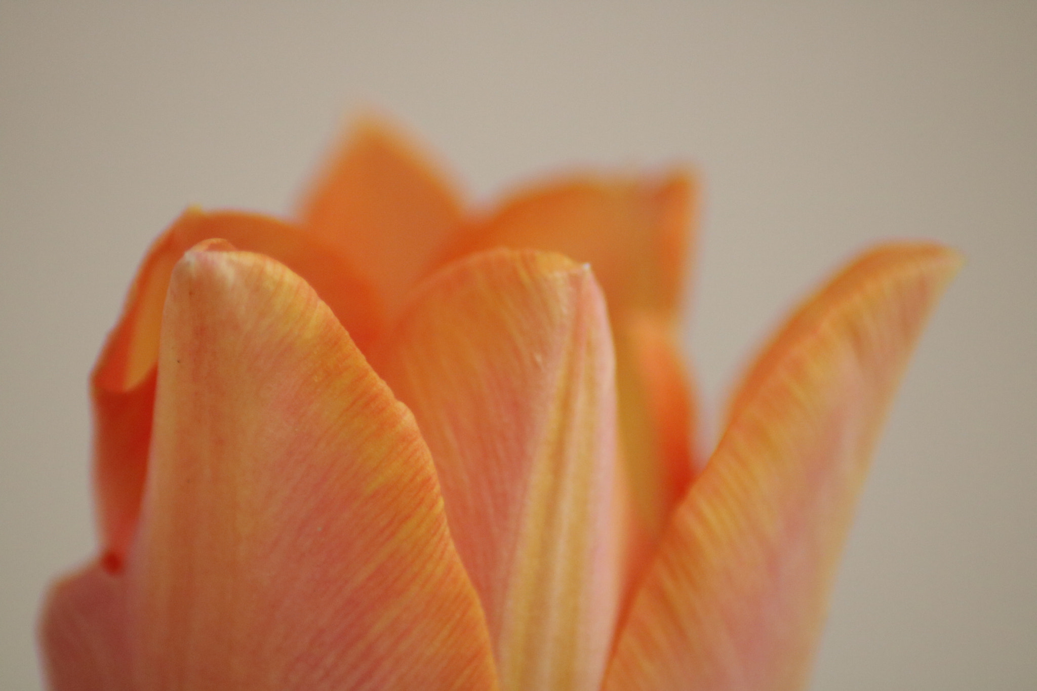Canon EOS 760D (EOS Rebel T6s / EOS 8000D) sample photo. Tulip photography