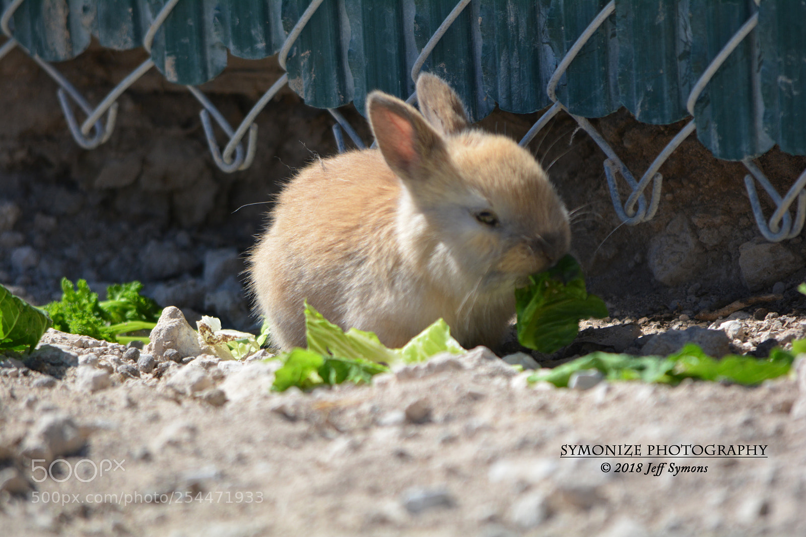 Nikon D5200 sample photo. Floyd lamb park bunny photography