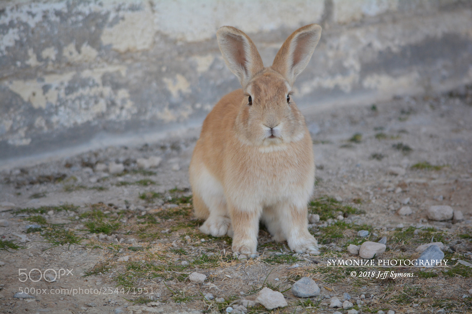 Nikon D5200 sample photo. Floyd lamb park bunny photography