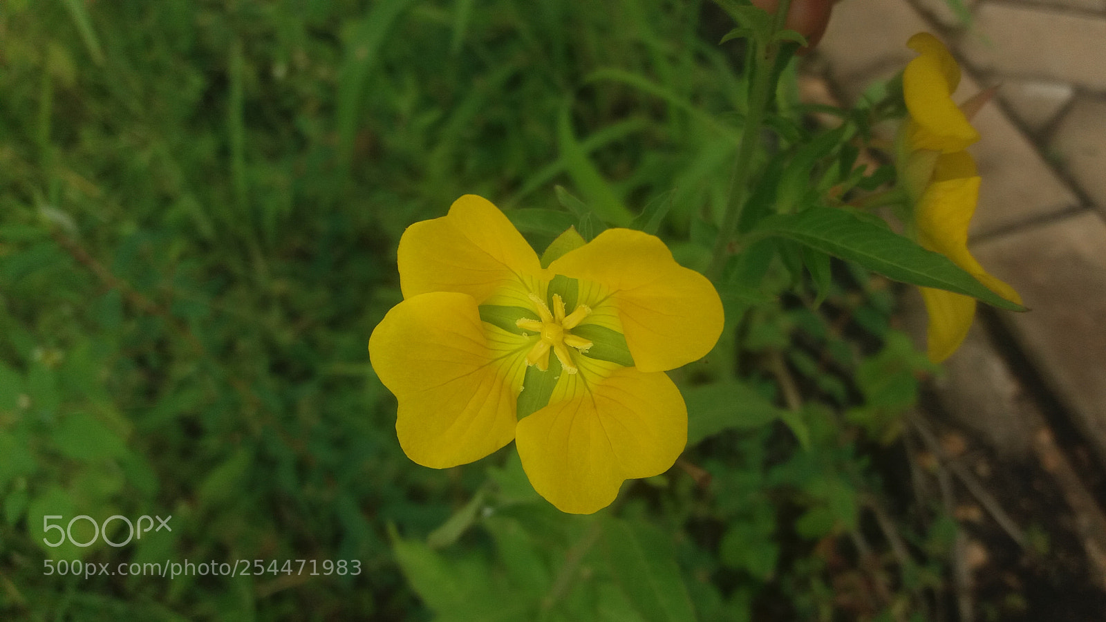 Samsung Galaxy J5 sample photo. Yellow photography