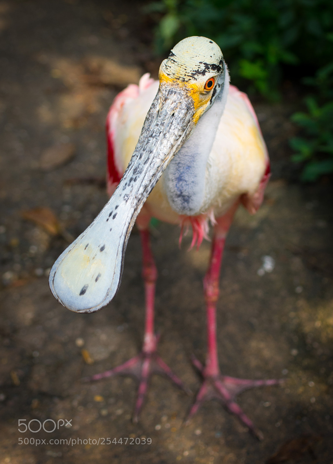 Pentax K-5 sample photo. Papiliorama spoonbill photography