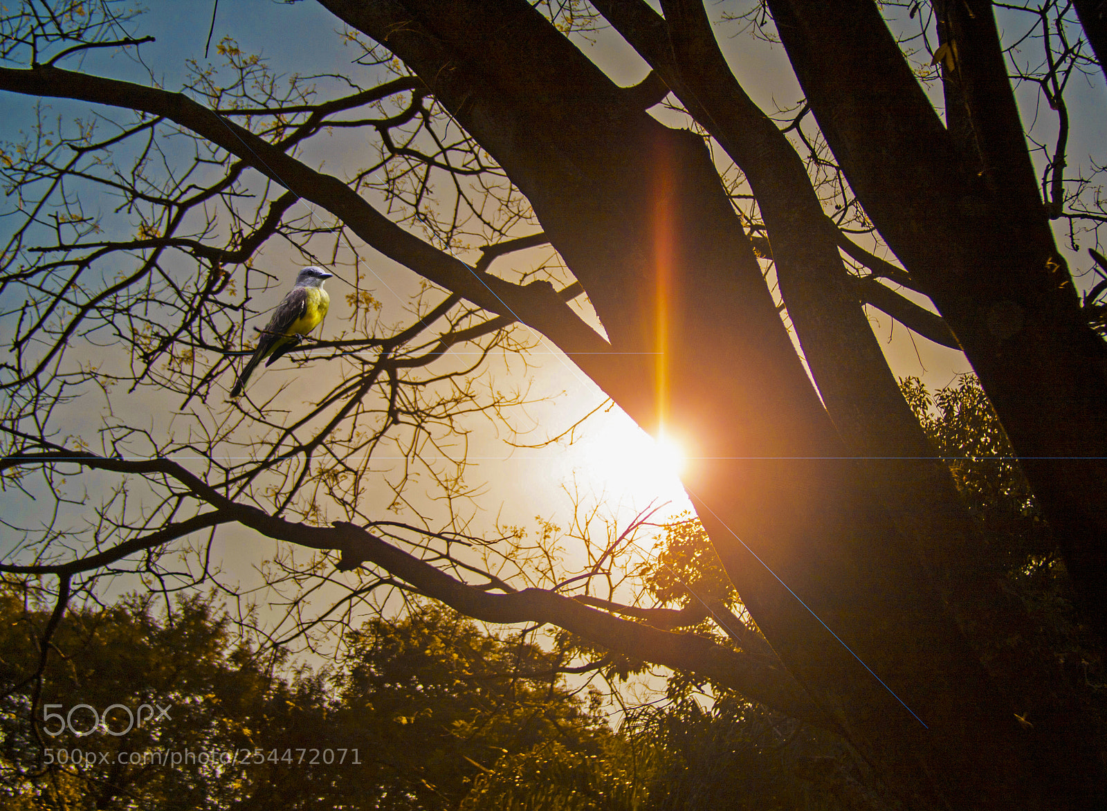 Canon EOS 40D sample photo. The sun and the photography