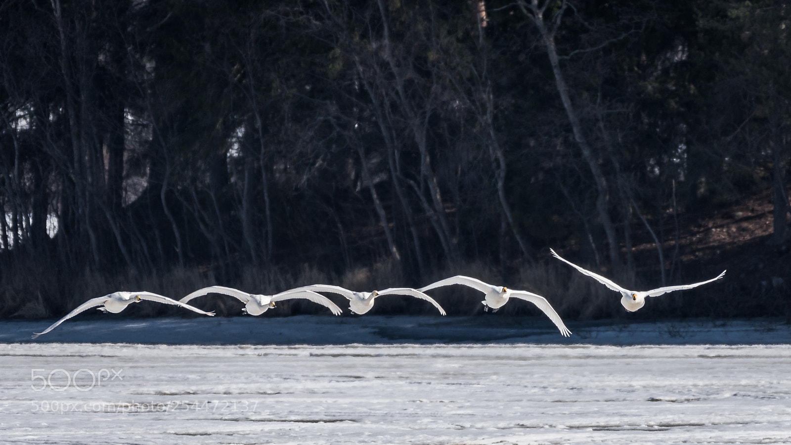 Nikon D750 sample photo. Swans flying photography